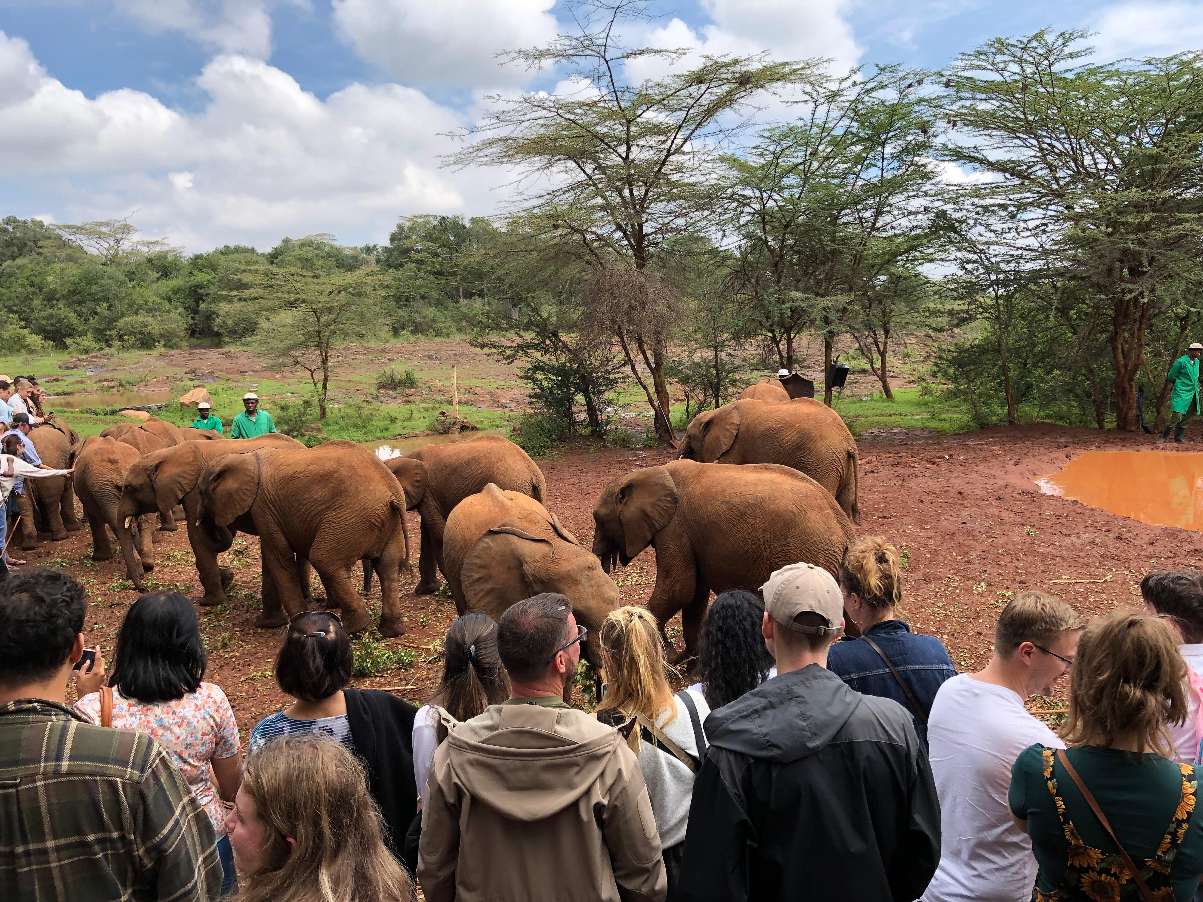 Nairobi Elephant & Giraffe Sanctuary Half-Day Excursion