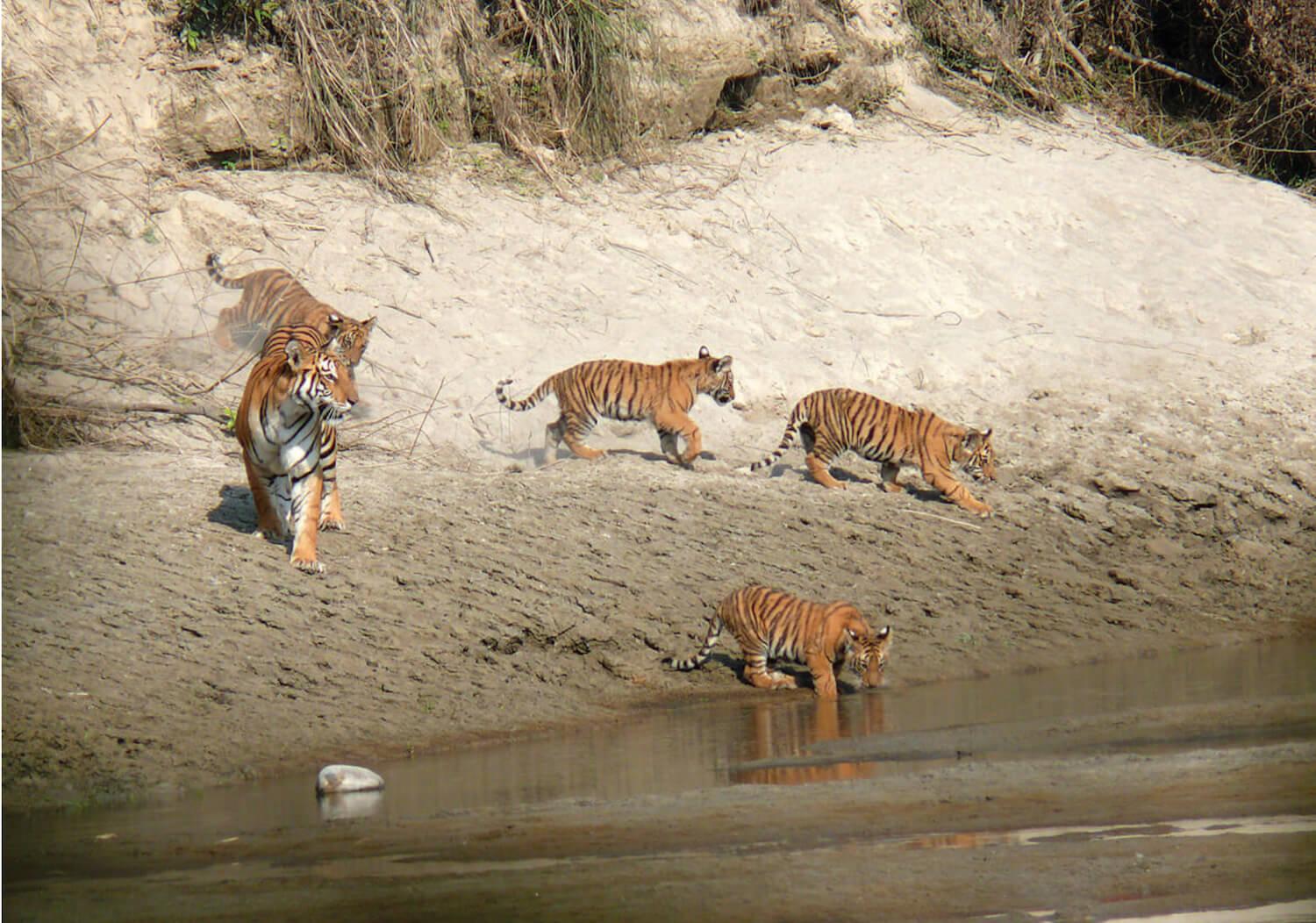 Pokhara to Chitwan: 2-Day Wildlife & Culture Safari