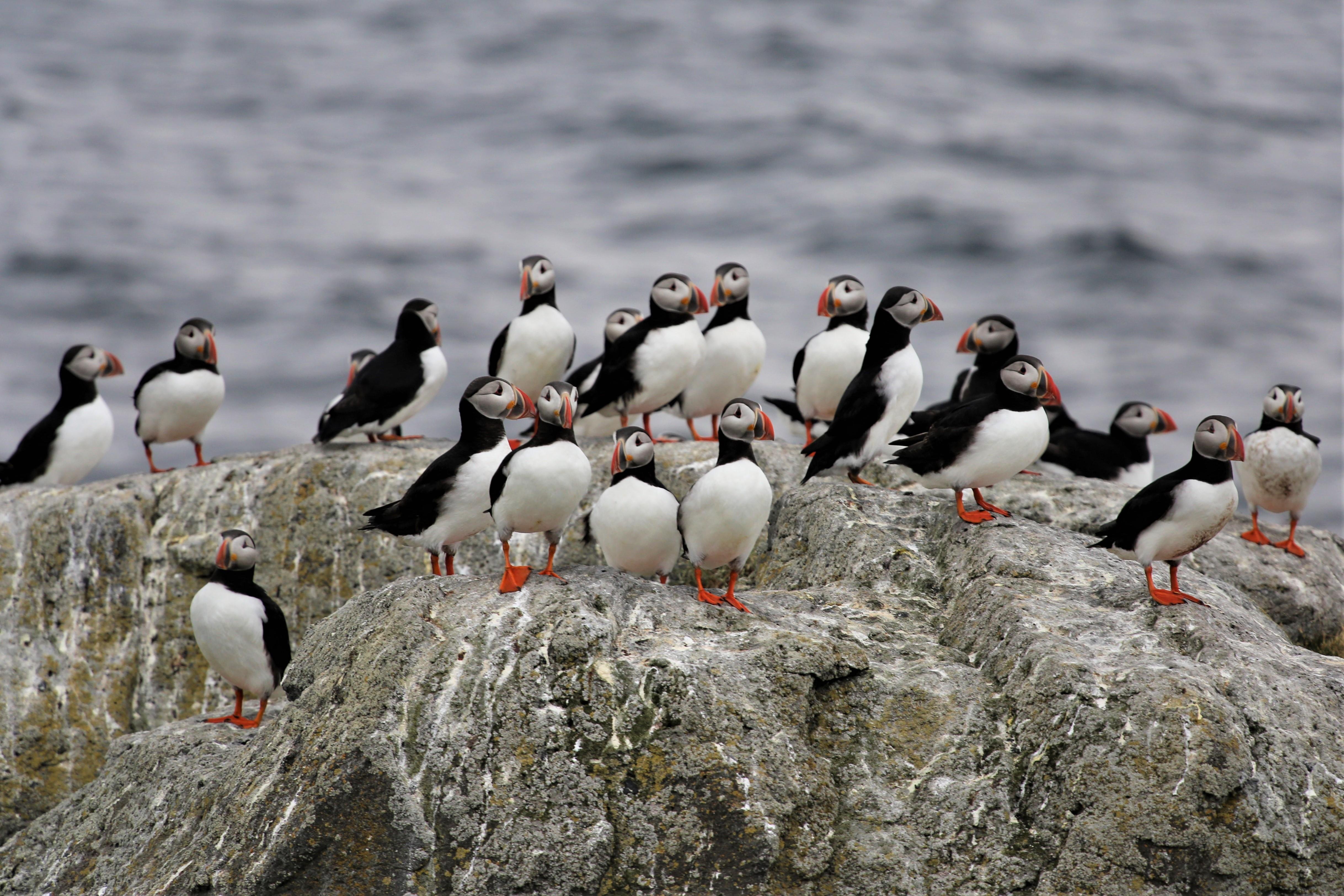 Vigur Island Wildlife & Heritage Experience