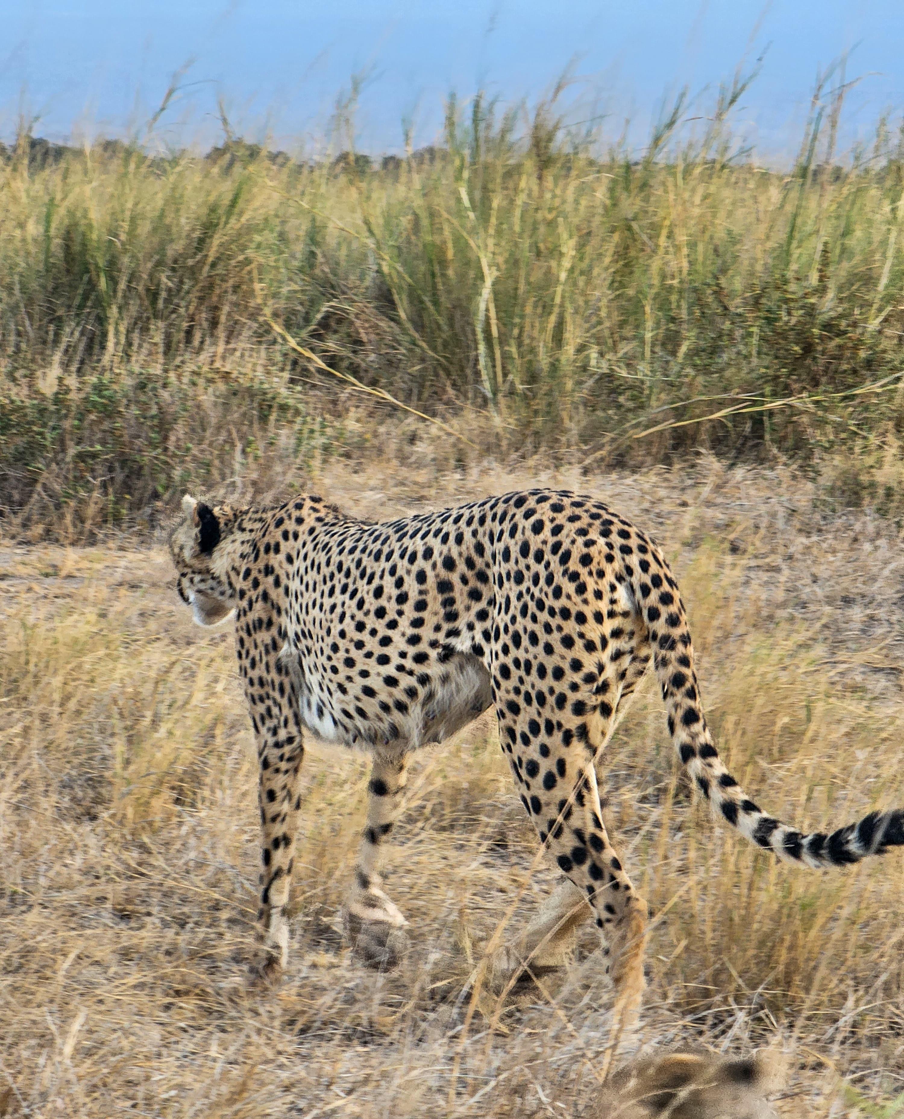 3-Day Masai Mara Safari Adventure from Nairobi
