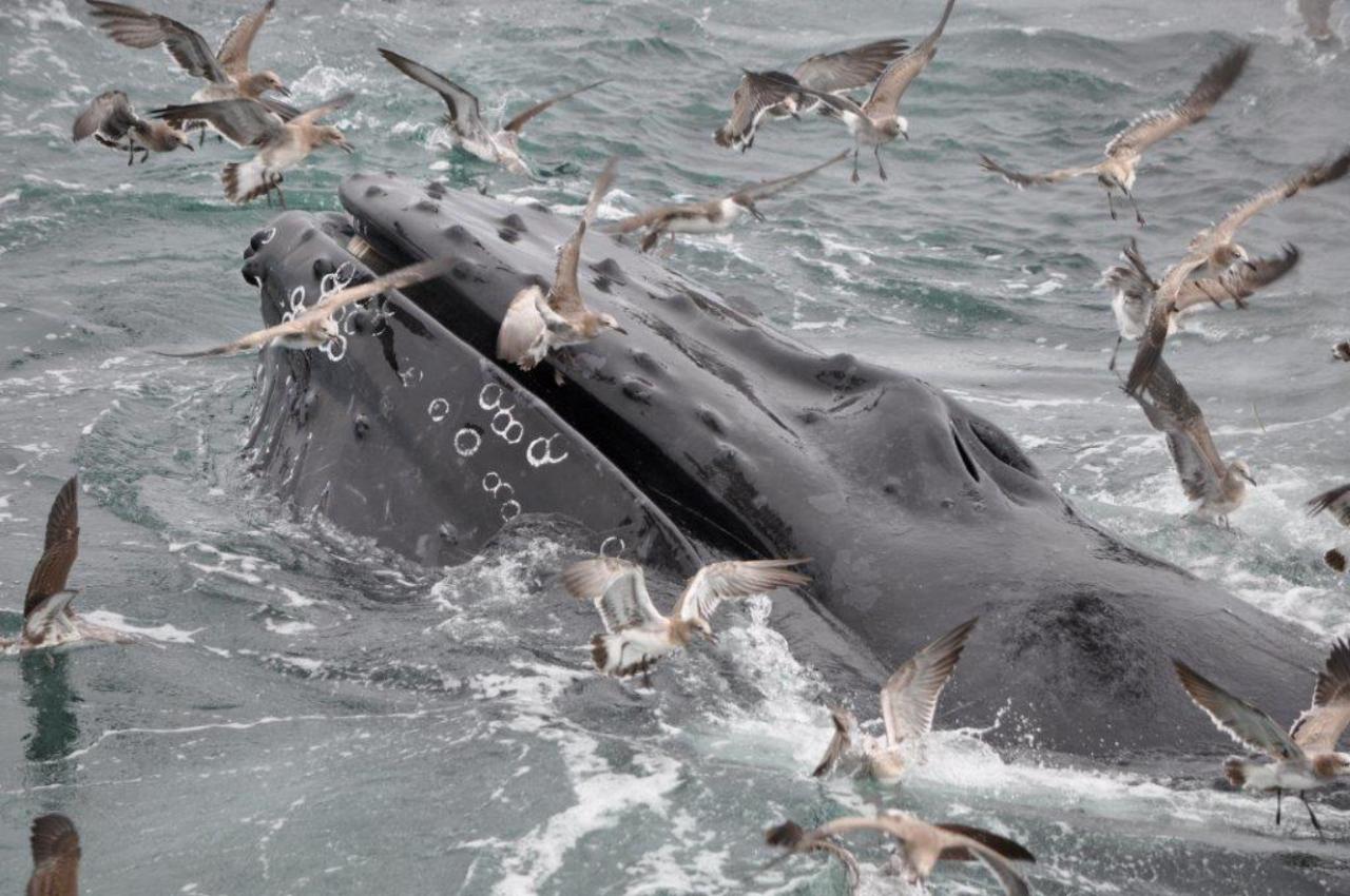 Cape Cod Whale Watching Tours — image 2