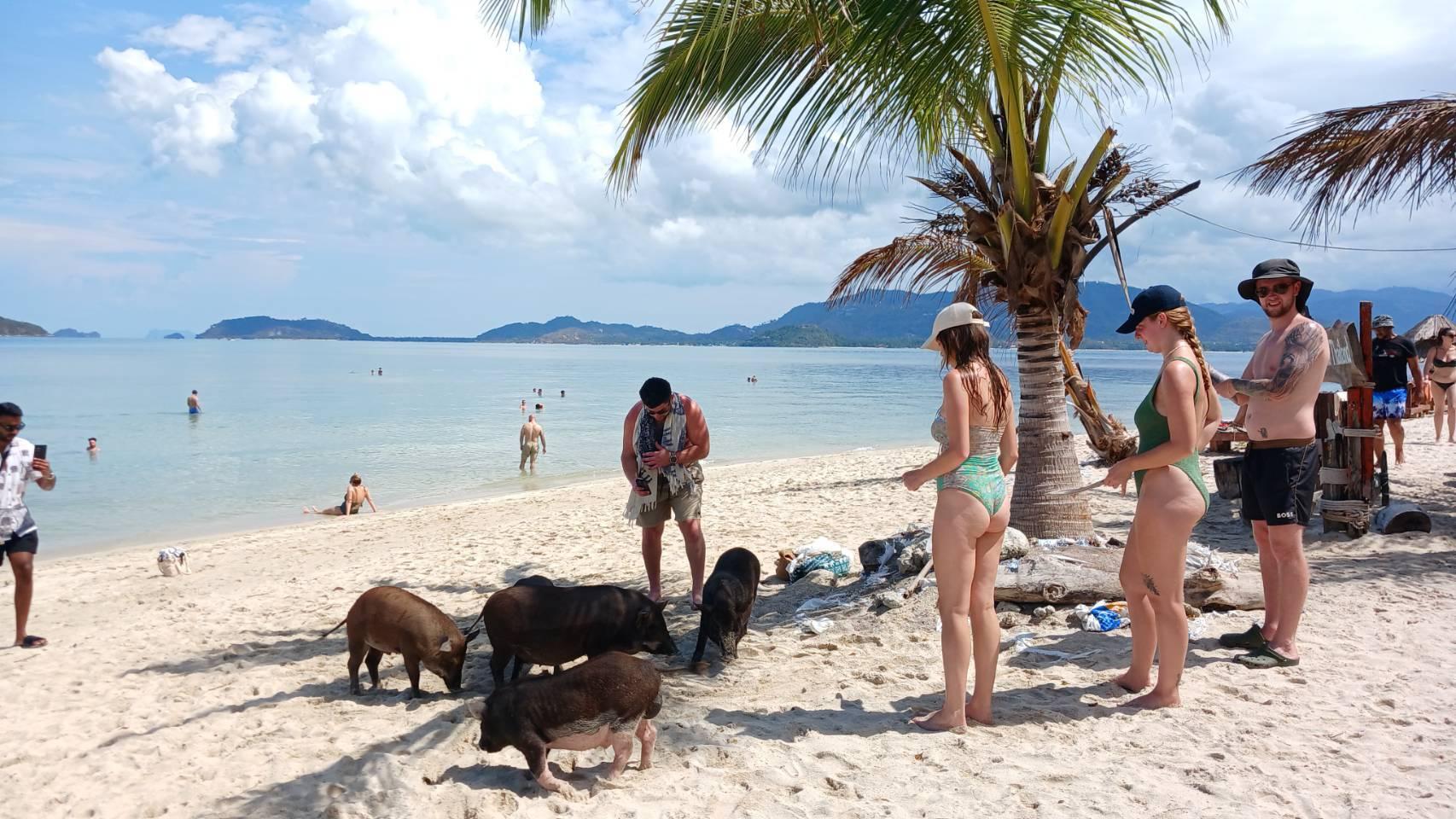 Koh Samui Island Hopping: Pig Island & Koh Tean Adventure
