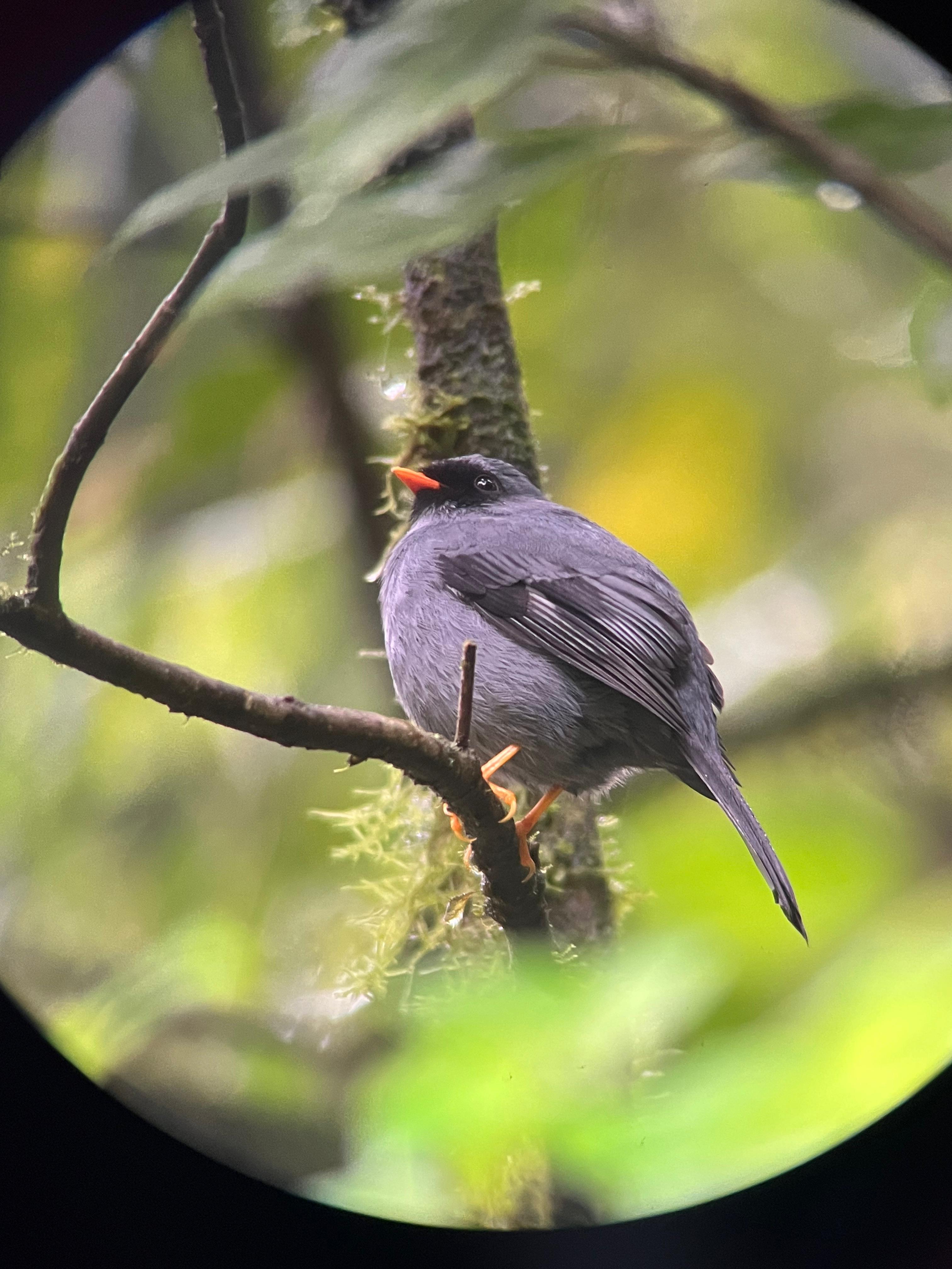 Monteverde Cloud Forest Small-Group Guided Hike