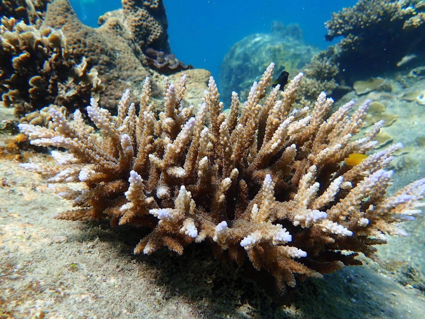 Speedboat Snorkel Expedition to Koh Tao & Koh Nang Yuan