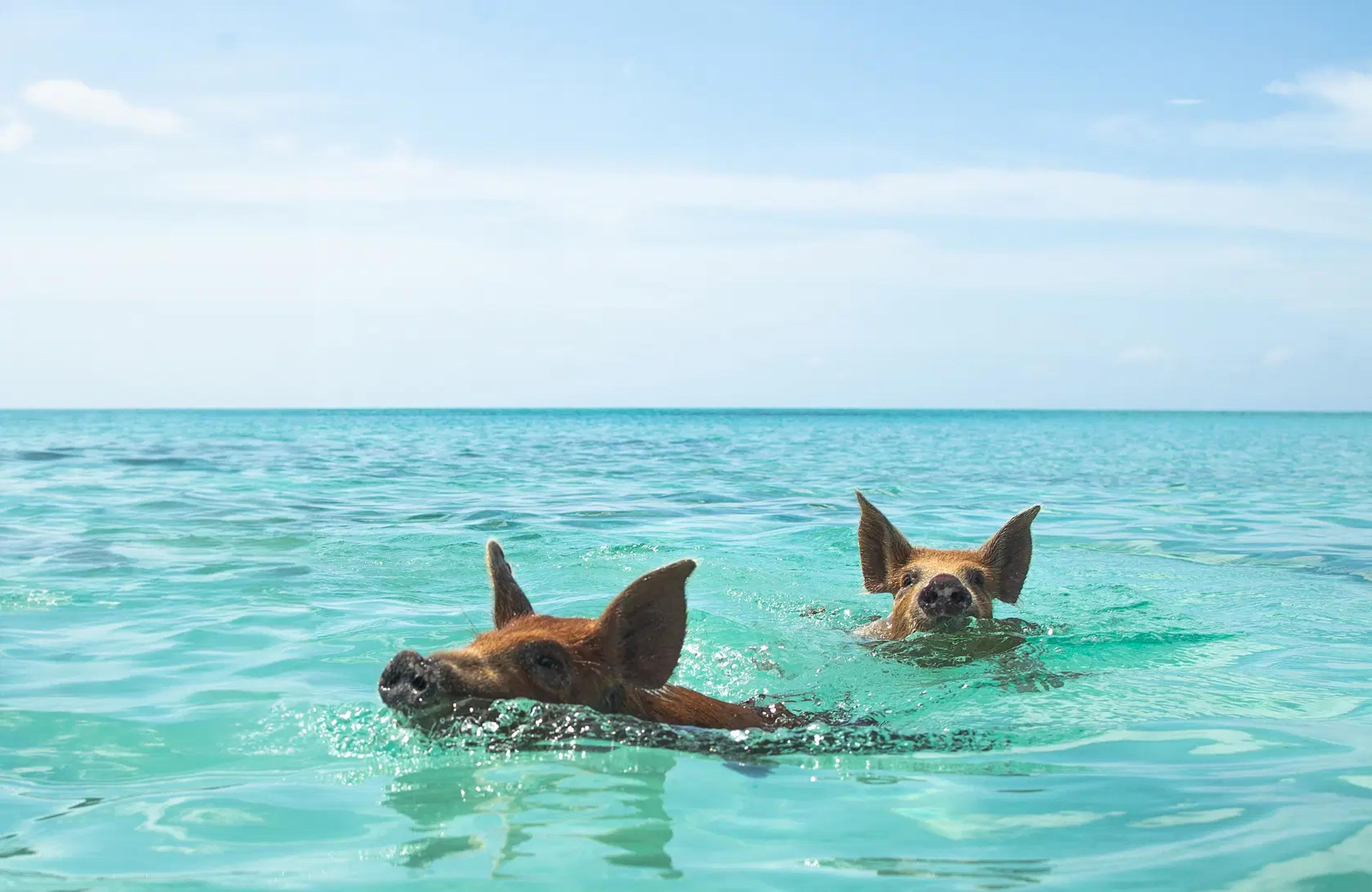 Nassau: Swimming Pigs & Private Beach Club Escape