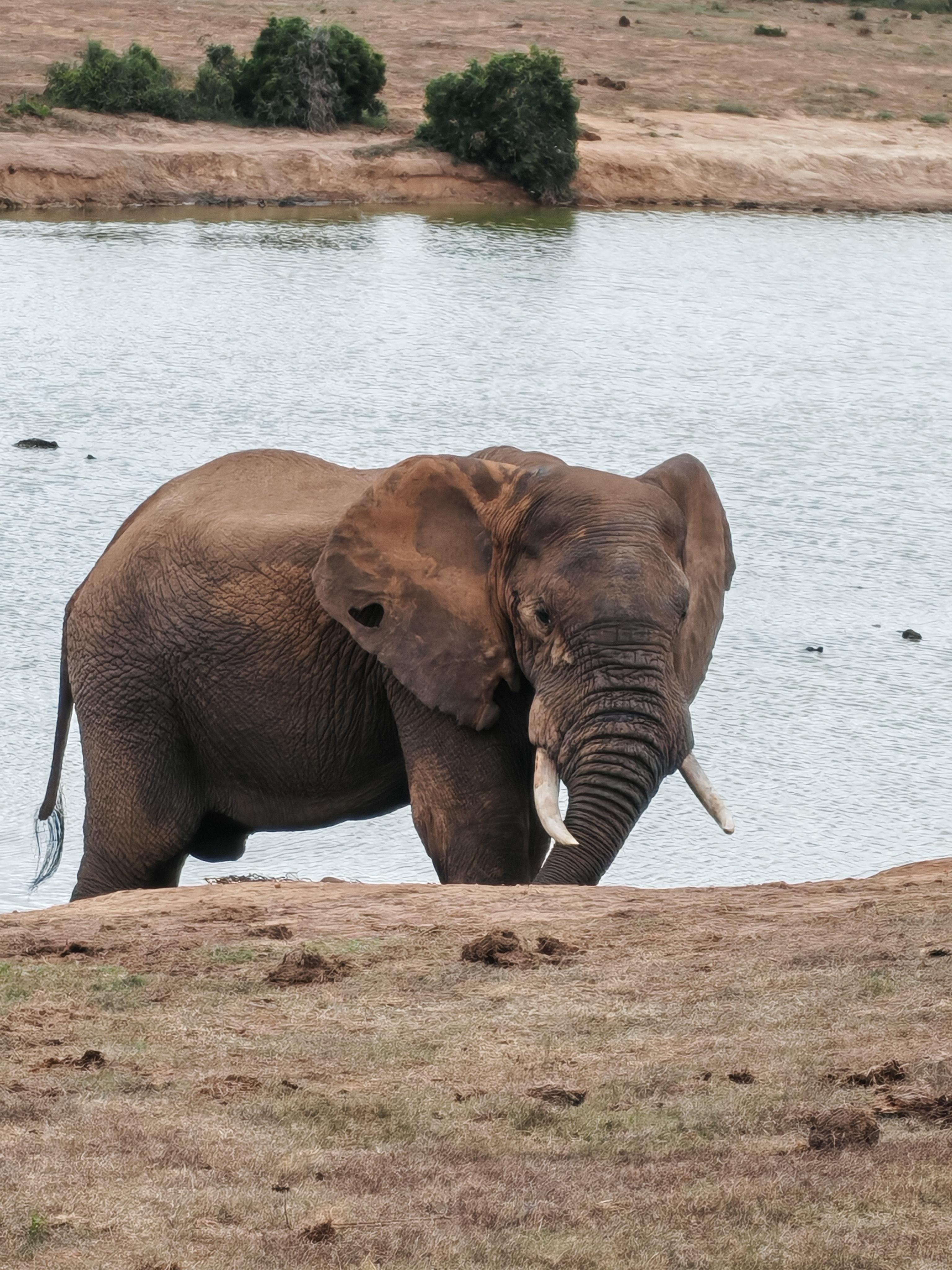Half-Day Addo Elephant Park Safari from Port Elizabeth