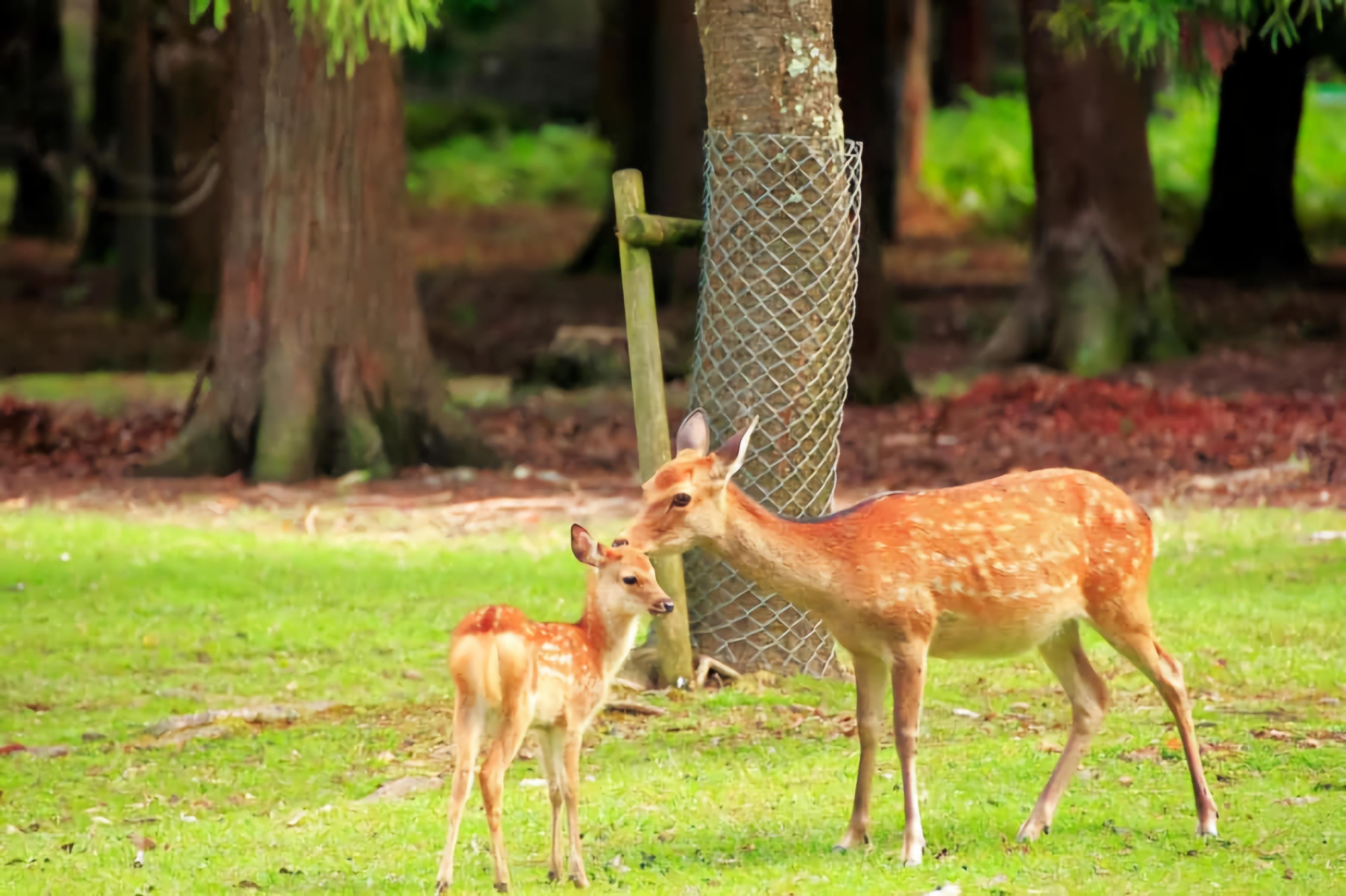 Nara Private Chauffeur Day Tour from Osaka or Kyoto