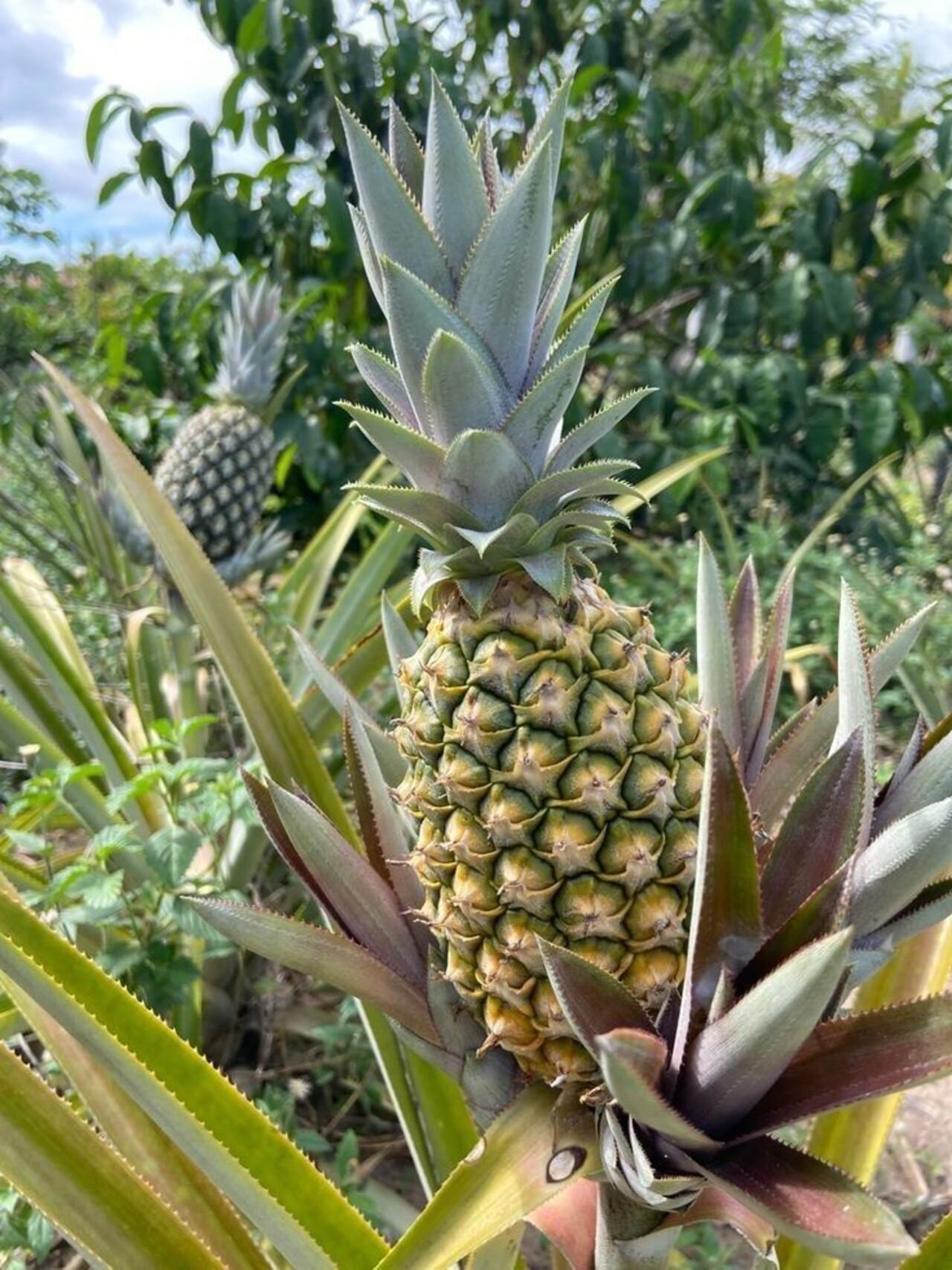 Zanzibar Private Spice Farm Tour with Local Guide