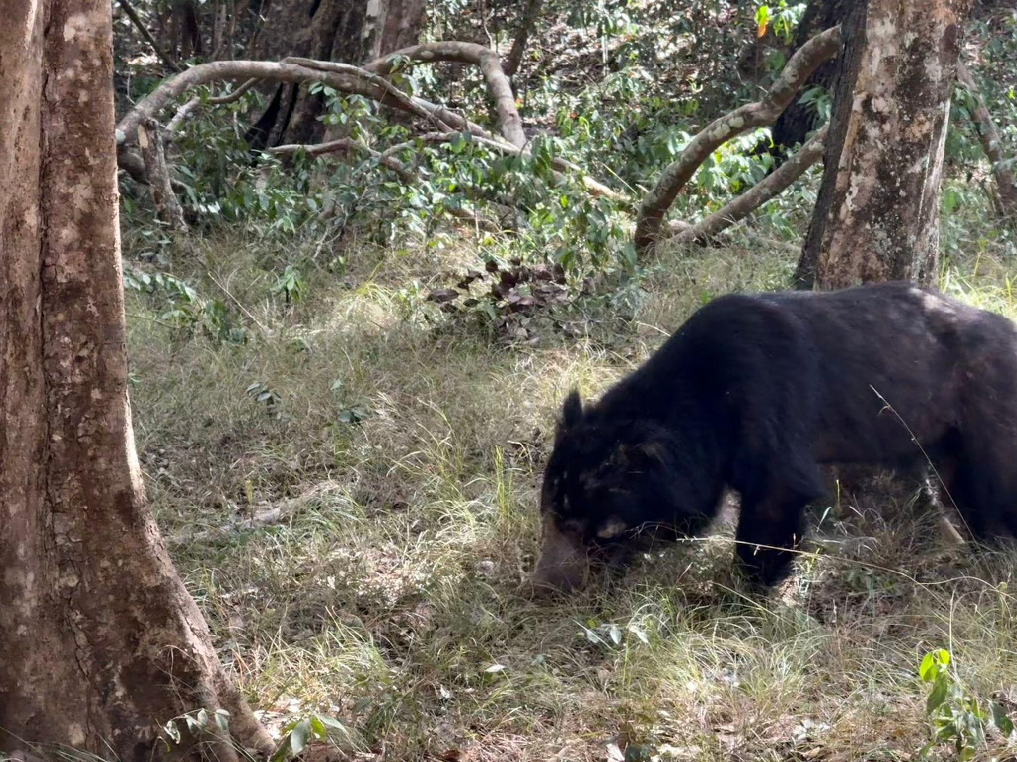 Full-Day Wilpattu National Park Safari from Anuradhapura