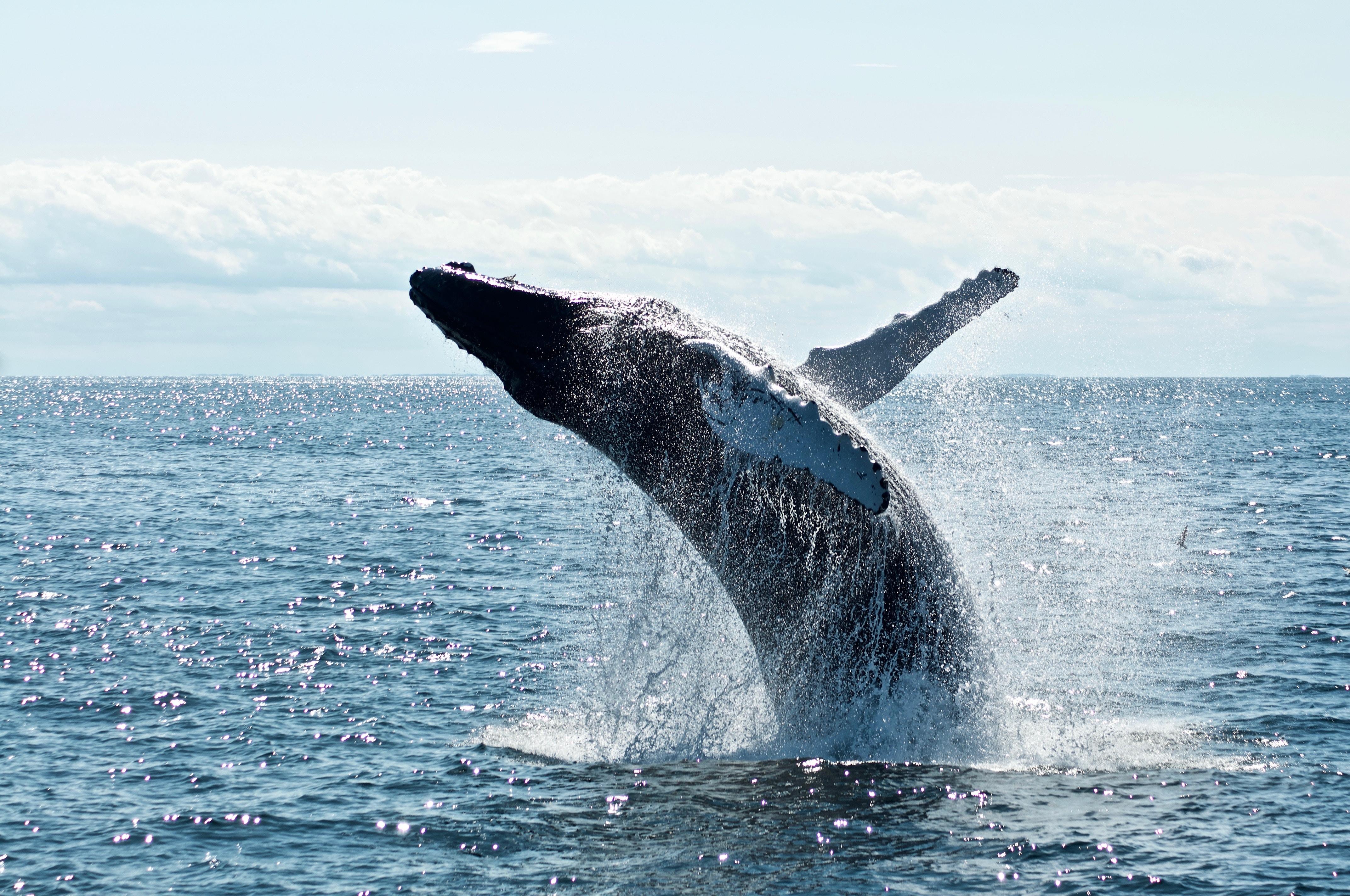 Waikiki Humpback Whale Watching Catamaran Excursion