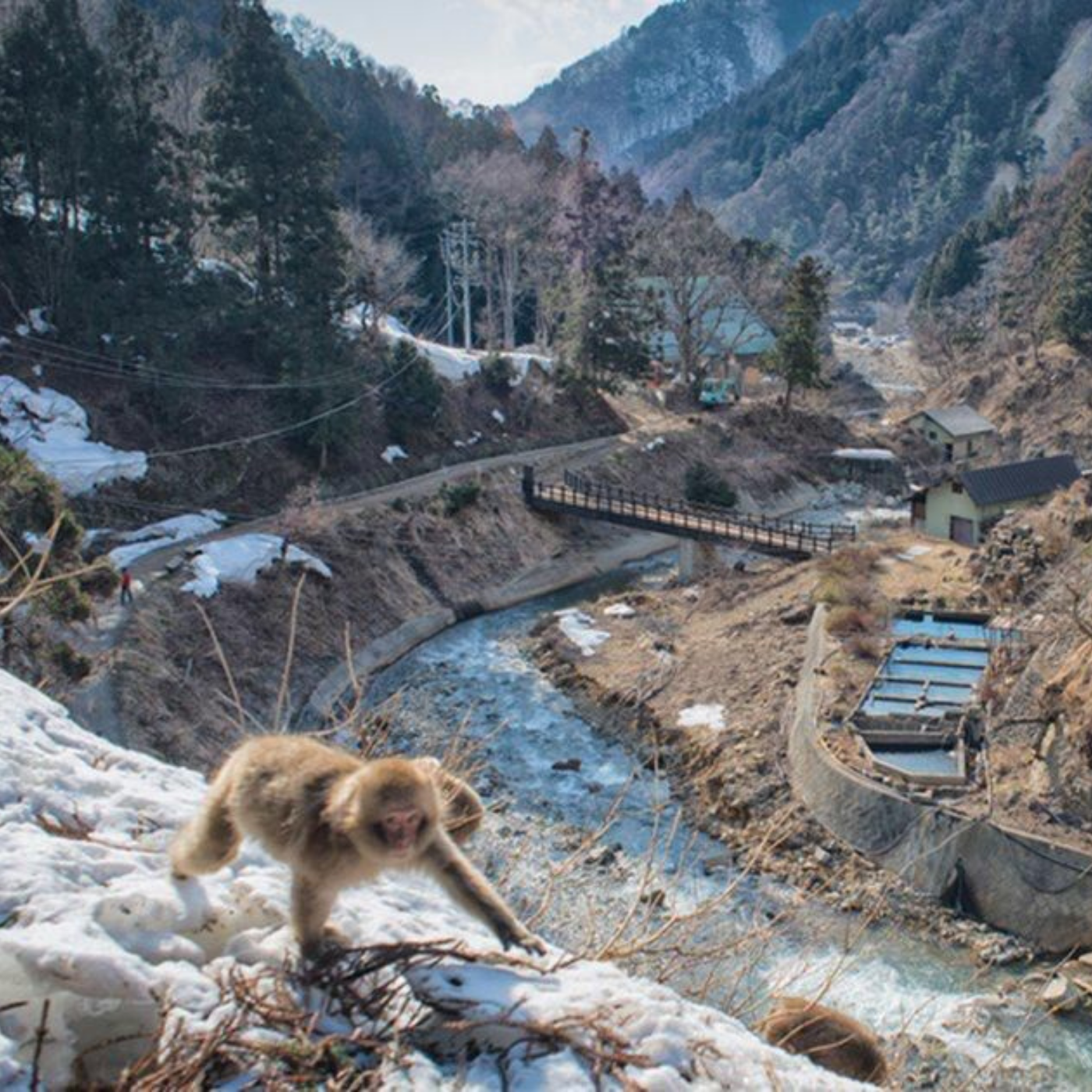 Nagano Snow Monkeys & Temples Private Full-Day Tour from Tokyo or Nagano