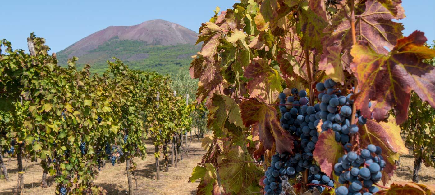 Naples: Pompeii, Mount Vesuvius & Wine Tasting Deluxe Tour