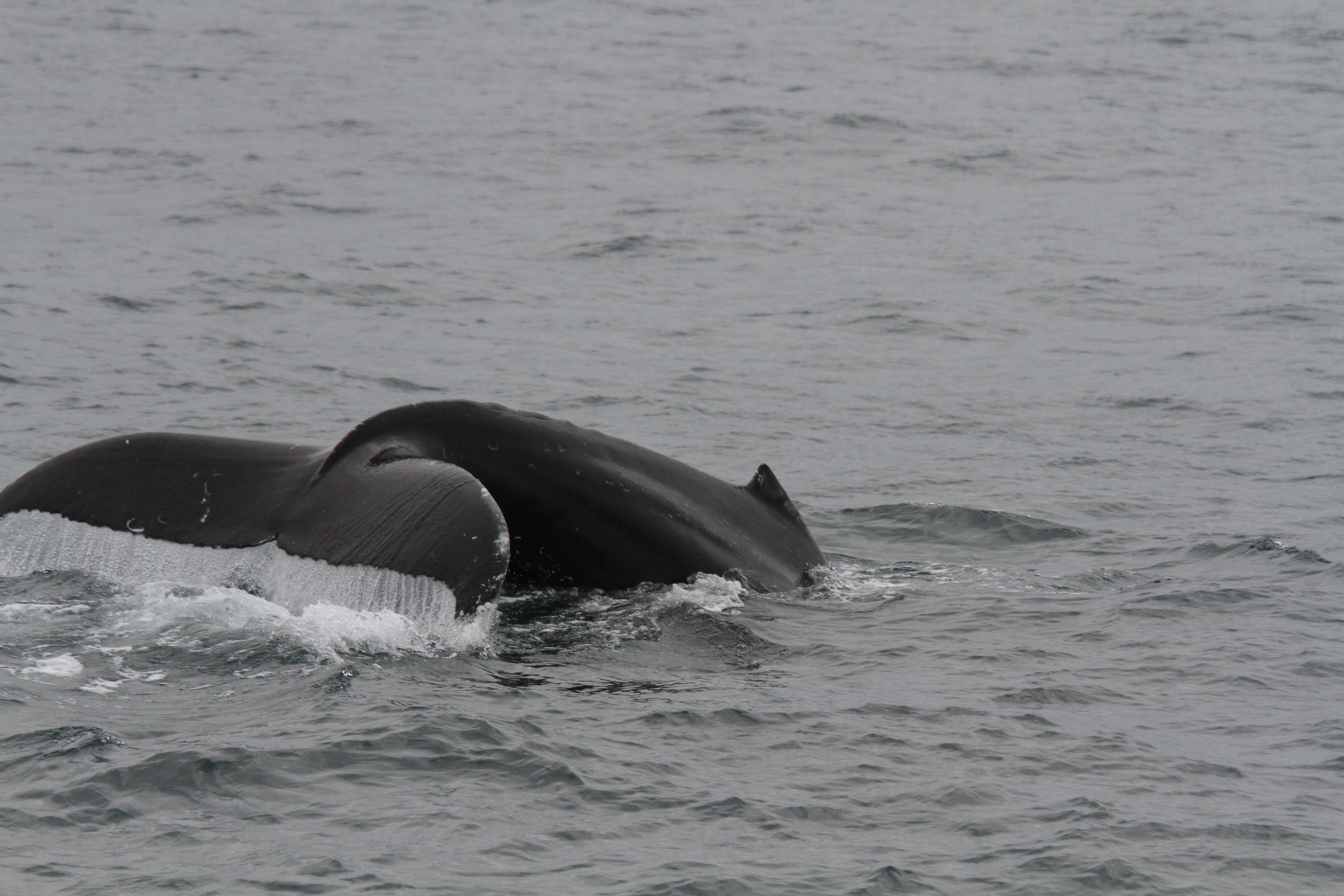 A humpback whale raising its tail to dive