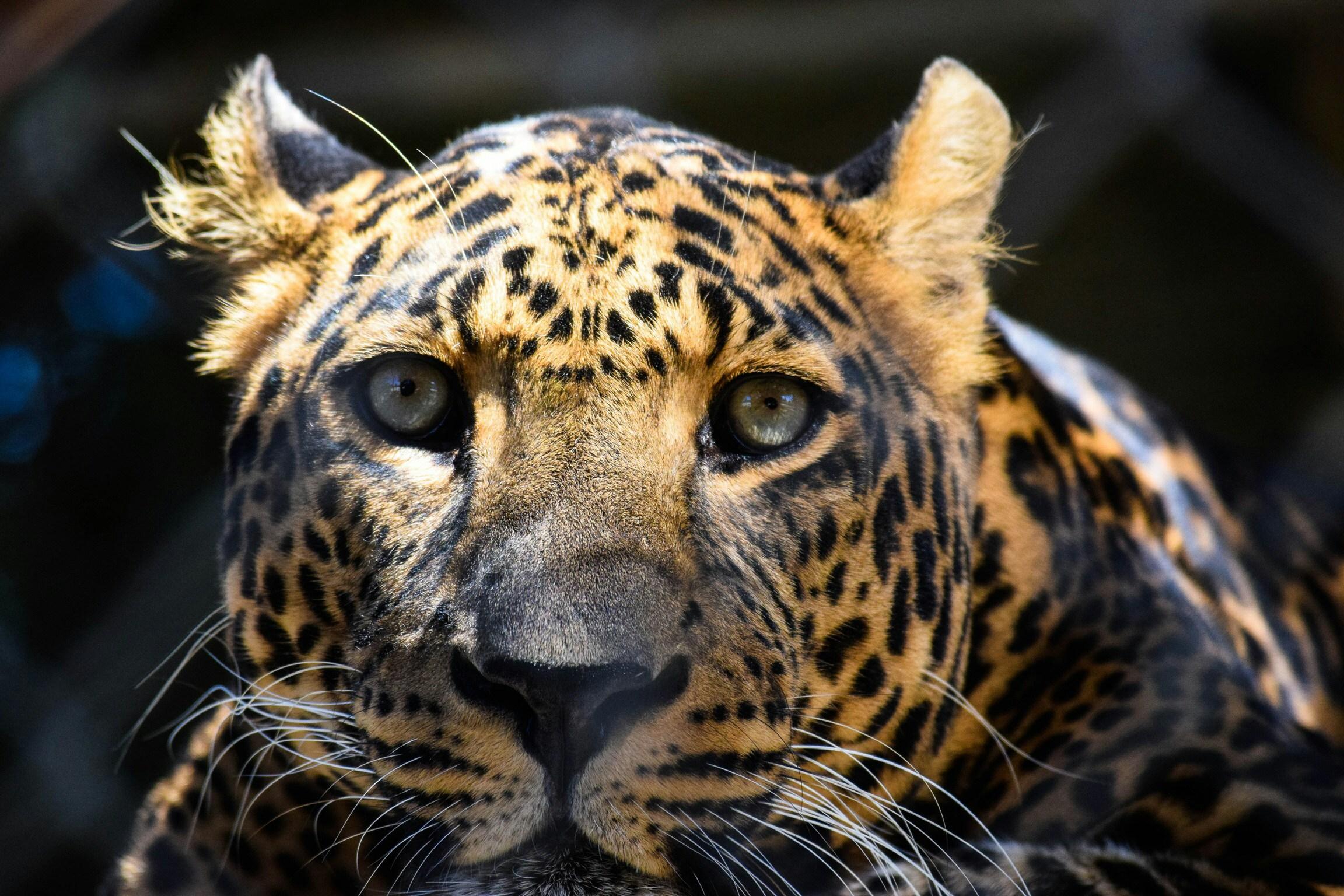 Jaipur Jhalana Amagarh Leopard Reserve 4×4 Jeep Safari