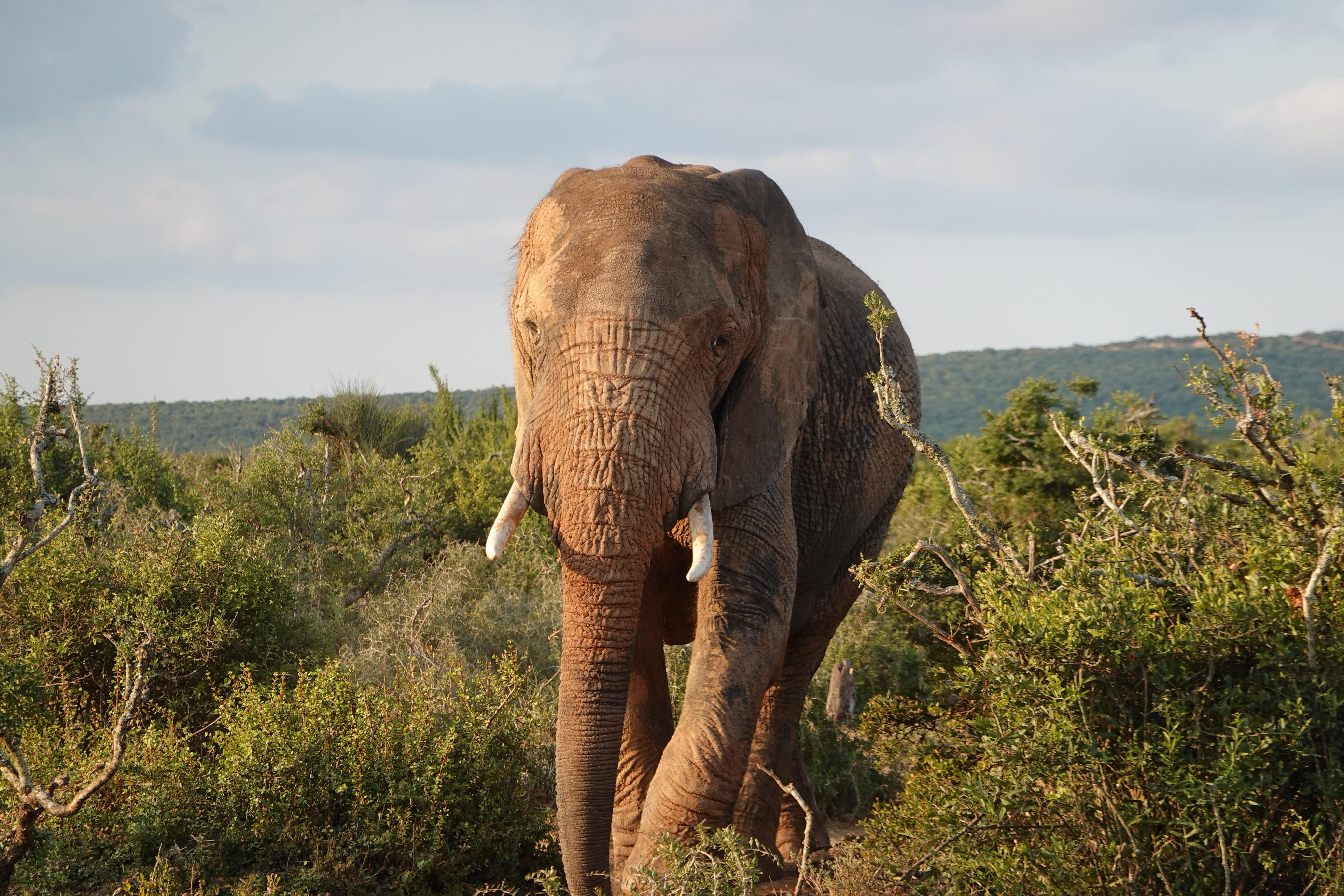 Private Addo Elephant Park Safari with Lunch from Jeffreys Bay