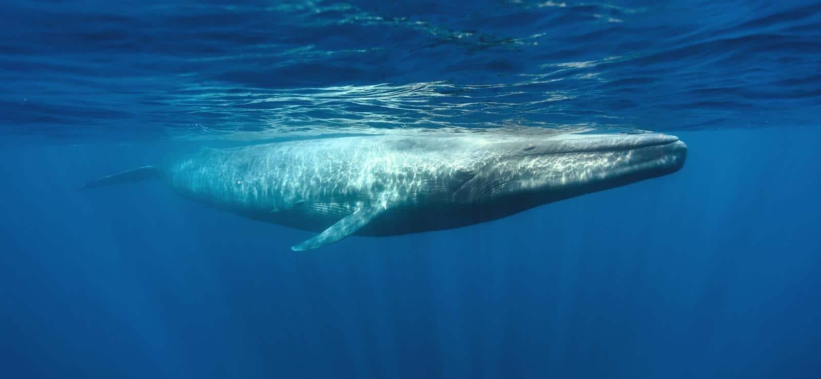 Mirissa Early Morning Whale Watching Expedition