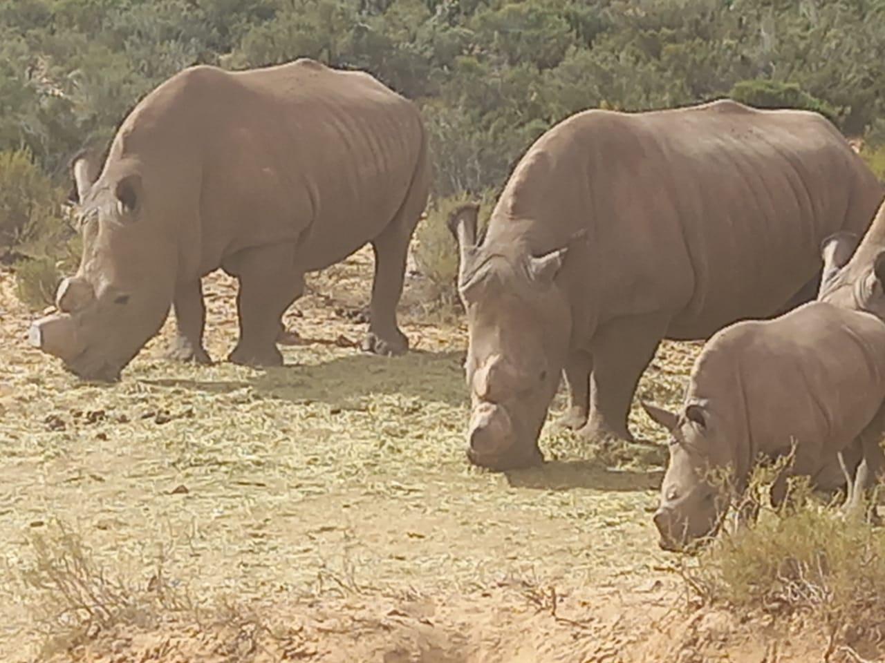 Cape Town: Big Five Sunset Safari at Aquila Game Reserve