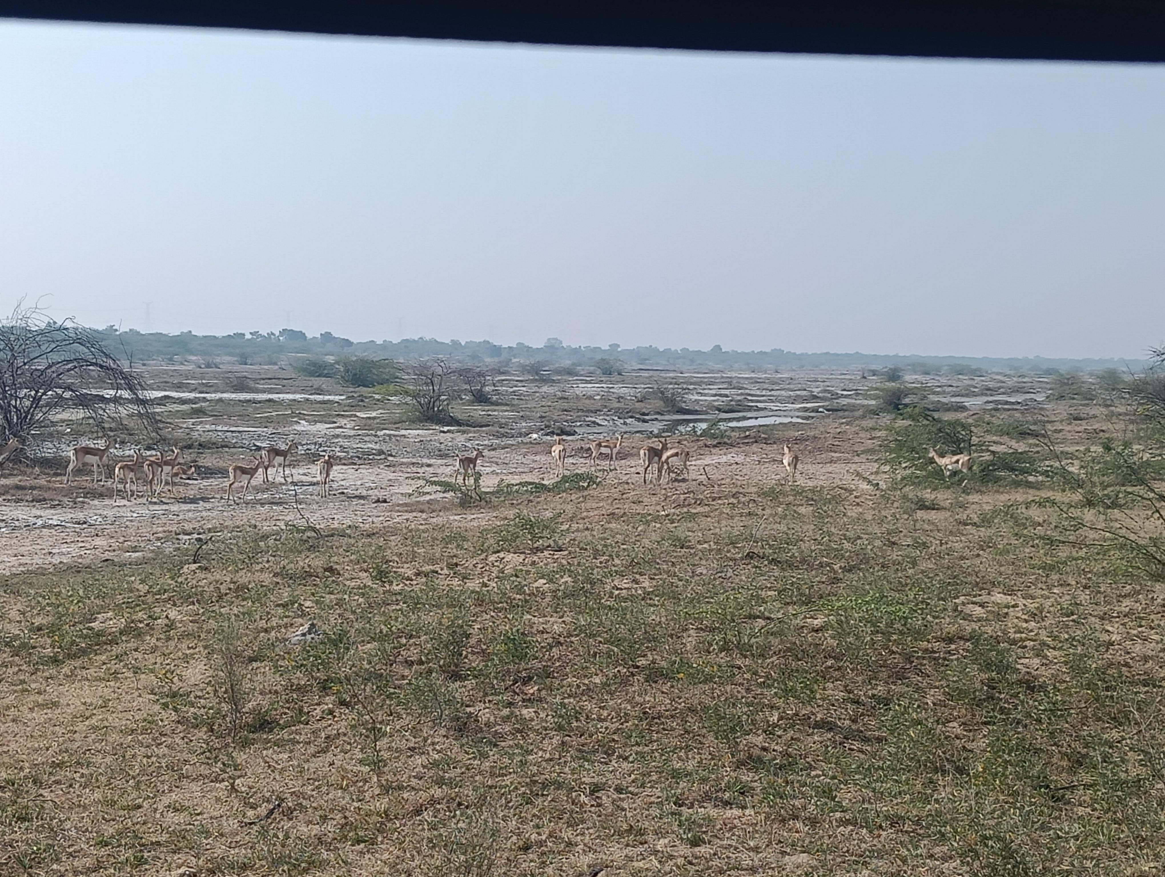 Bishnoi Village Cultural Jeep Safari