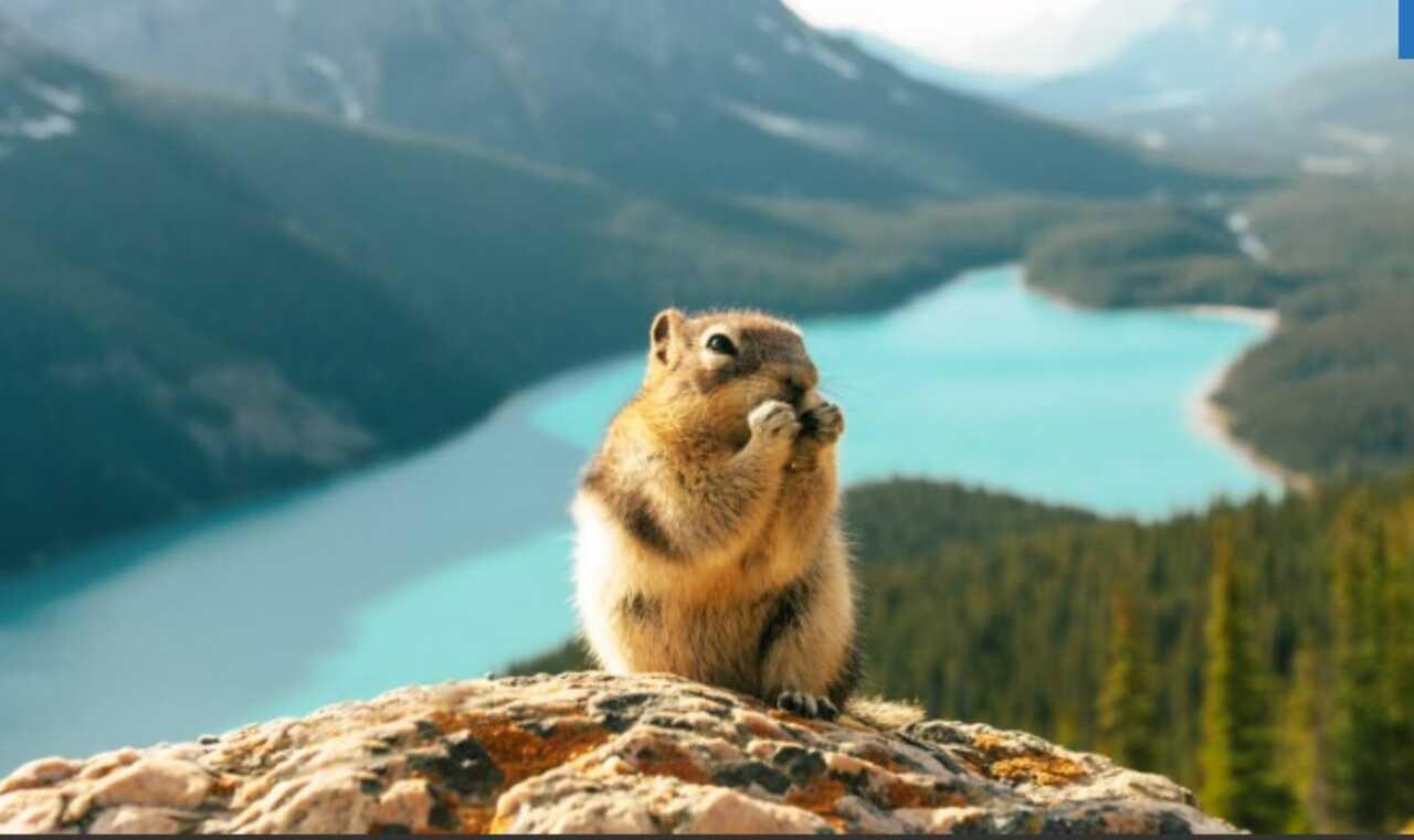 Alpine lake and mountain peaks on a Banff evening wildlife and sightseeing safari