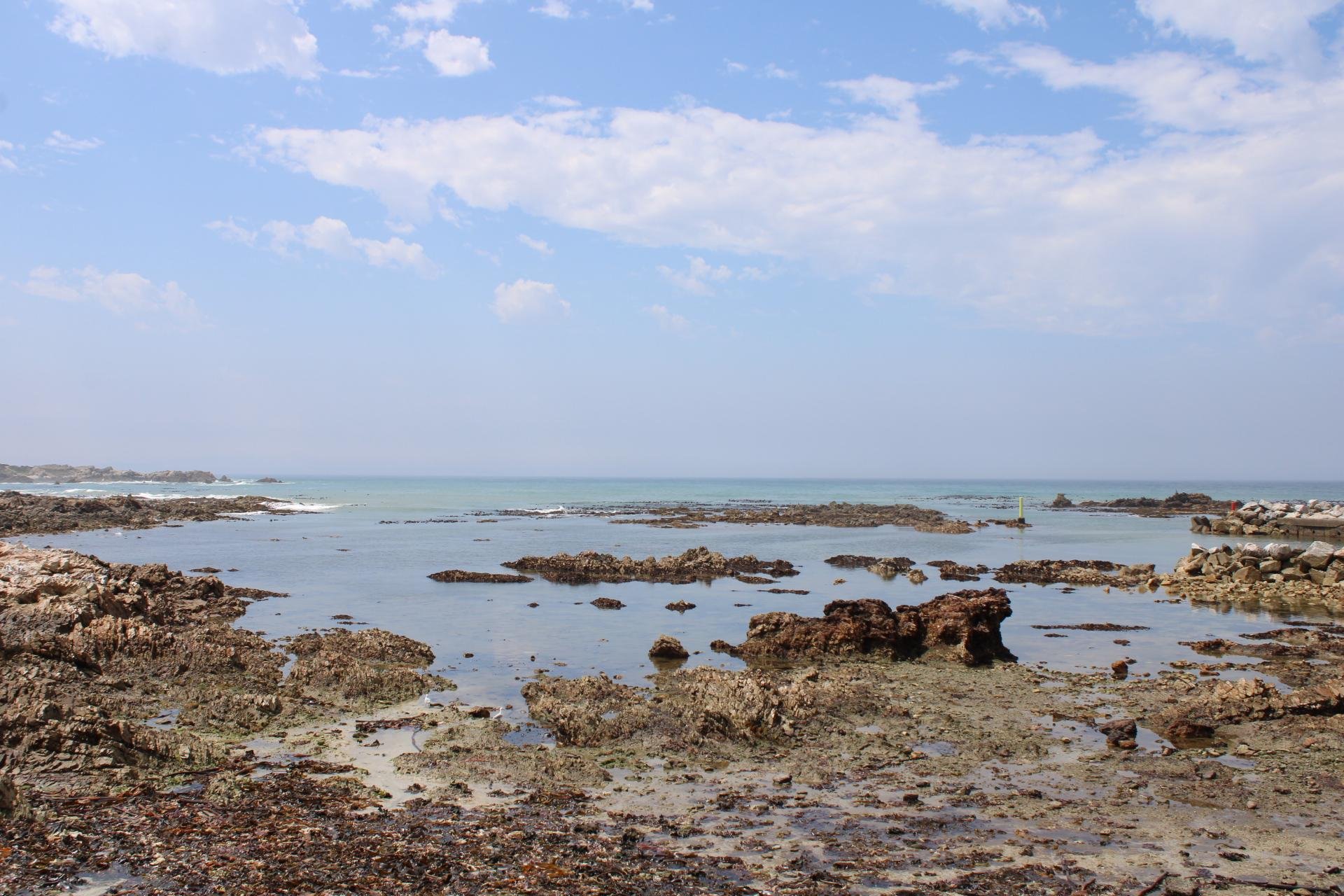 Private Shark Cage Diving Day Tour from Cape Town