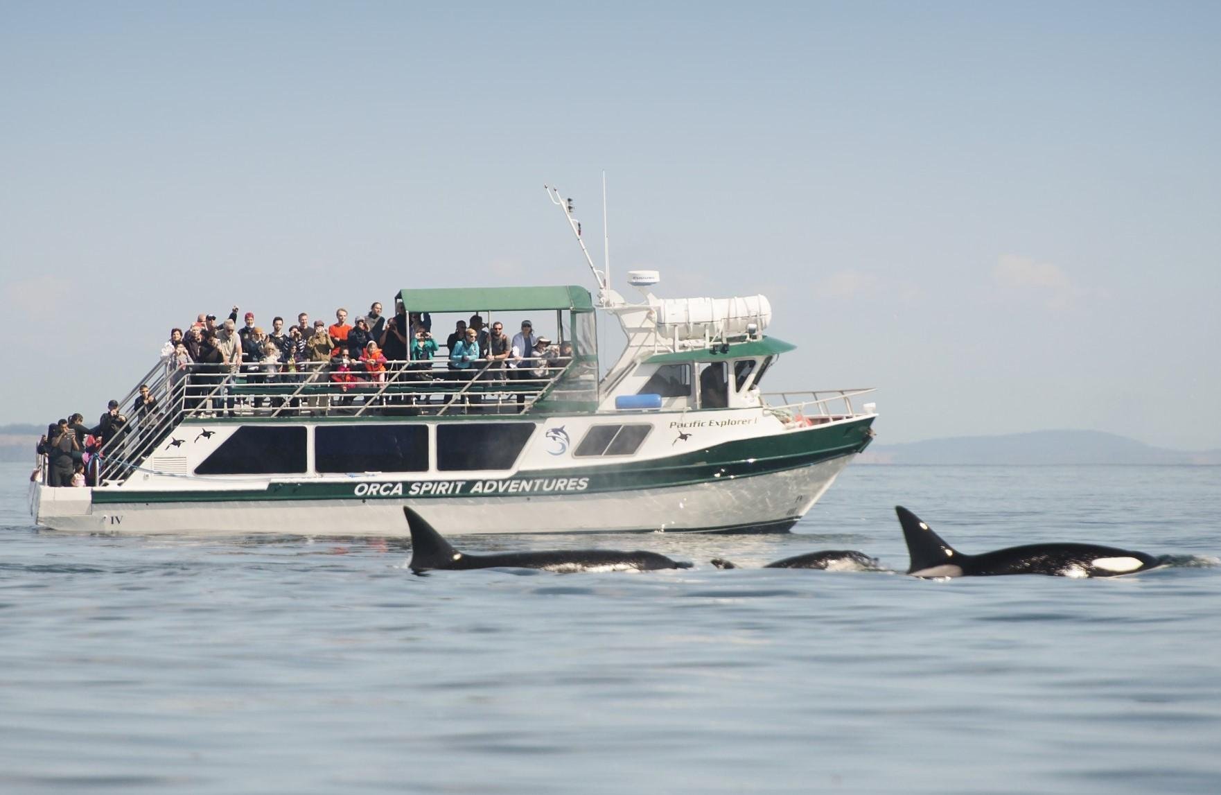 From Victoria: Whale Watching Trip on Covered Boat - 2026 (Verified Reviews)