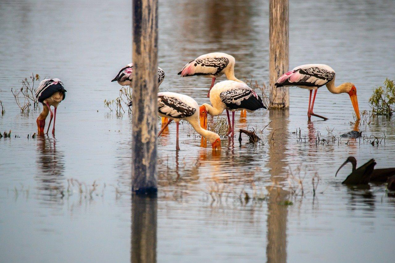 Keoladeo National Park Birdwatching Day Trip from Delhi