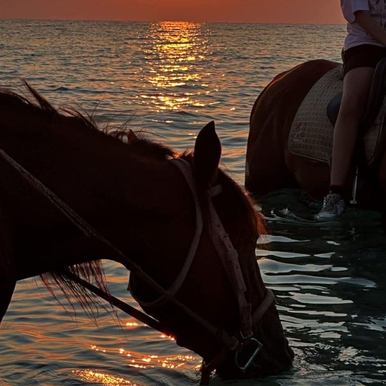 Hammamet Horseback Riding Adventure with Hotel Transfer