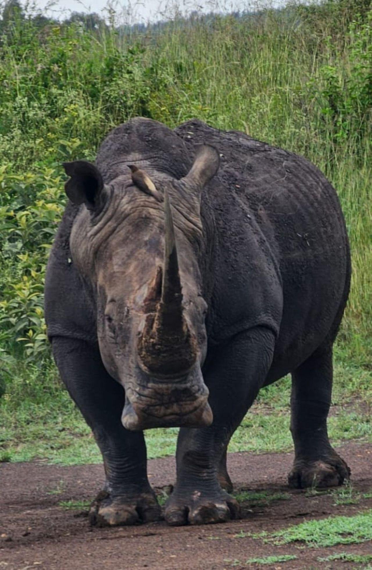 Nairobi Safari: National Park, Elephant Orphanage & Giraffe Center