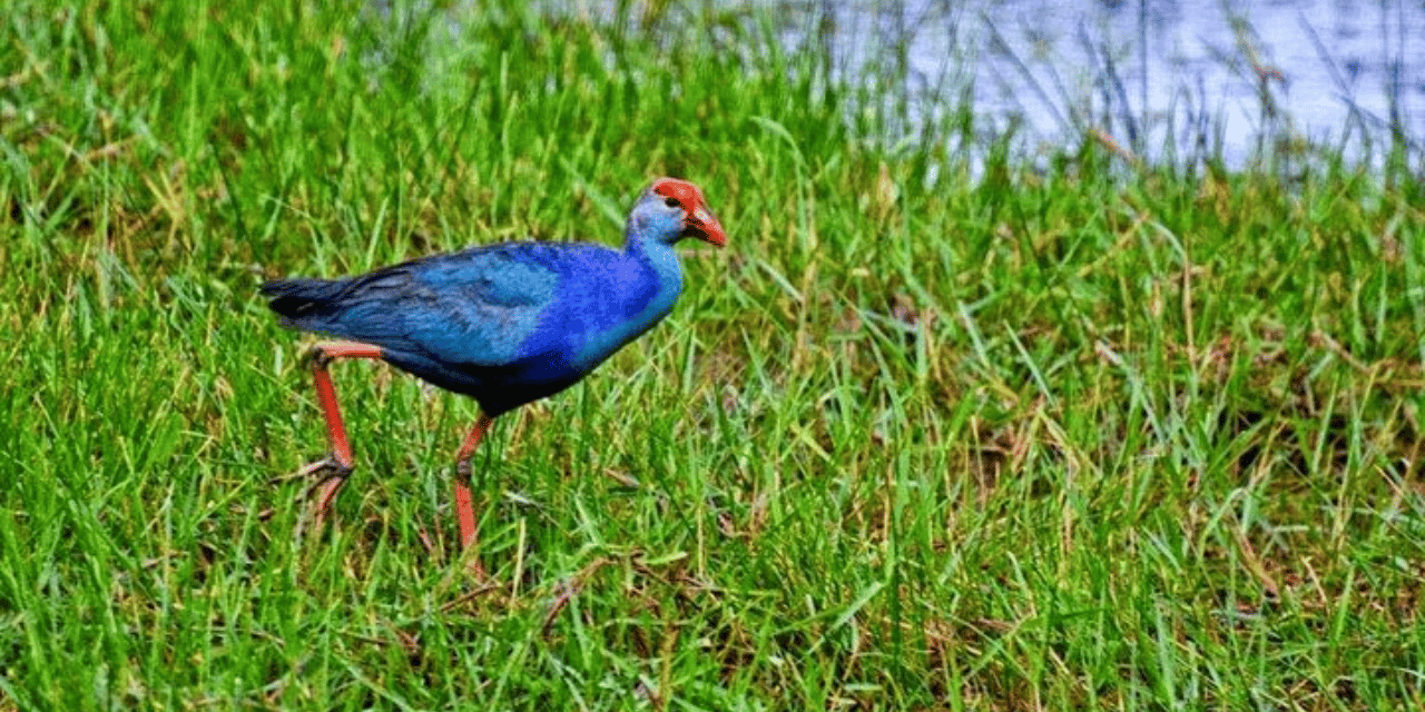 Muthurajawela Wetland Birdwatching Boat Expedition