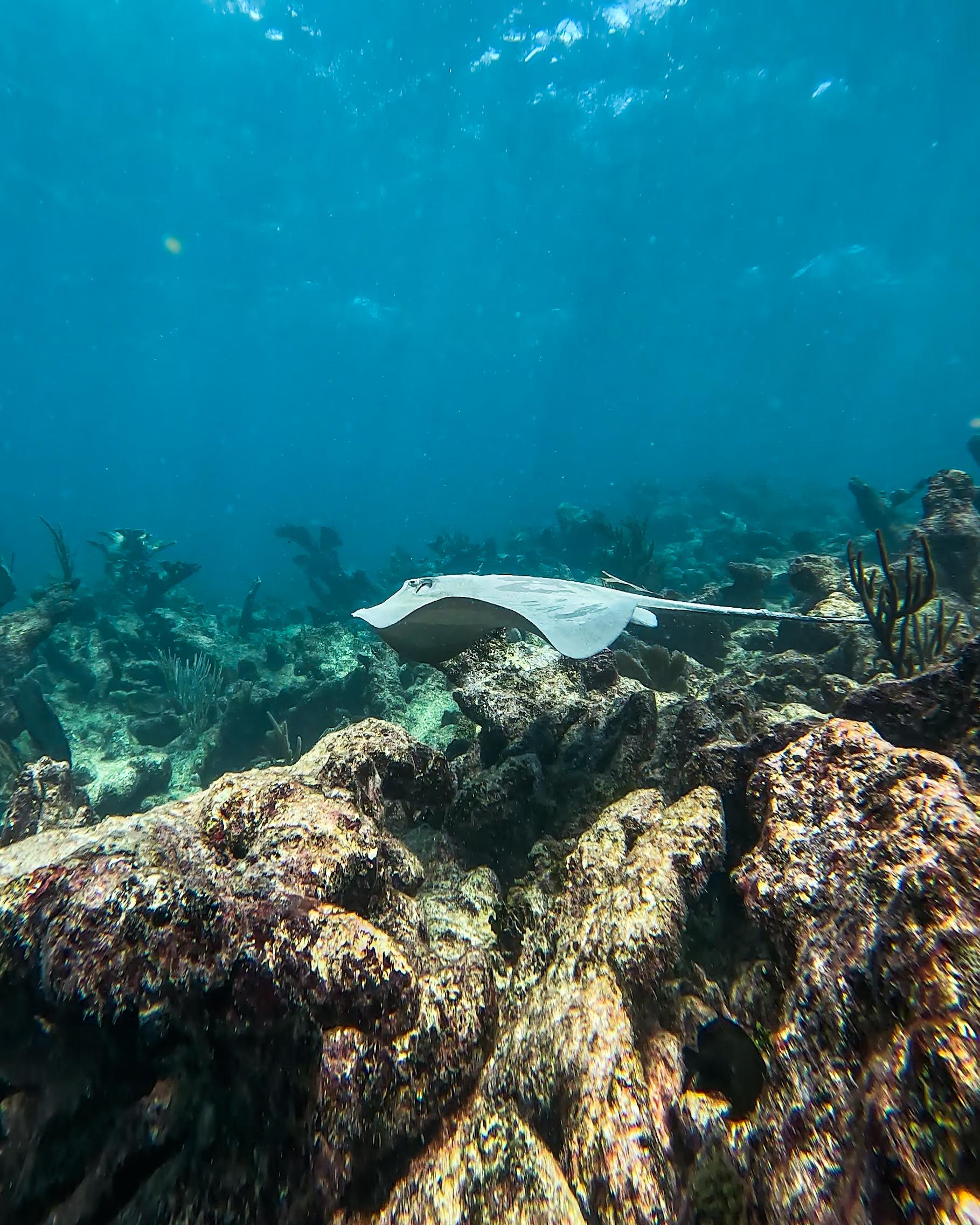 Tulum Reef Snorkeling: Two Sites in Two Hours