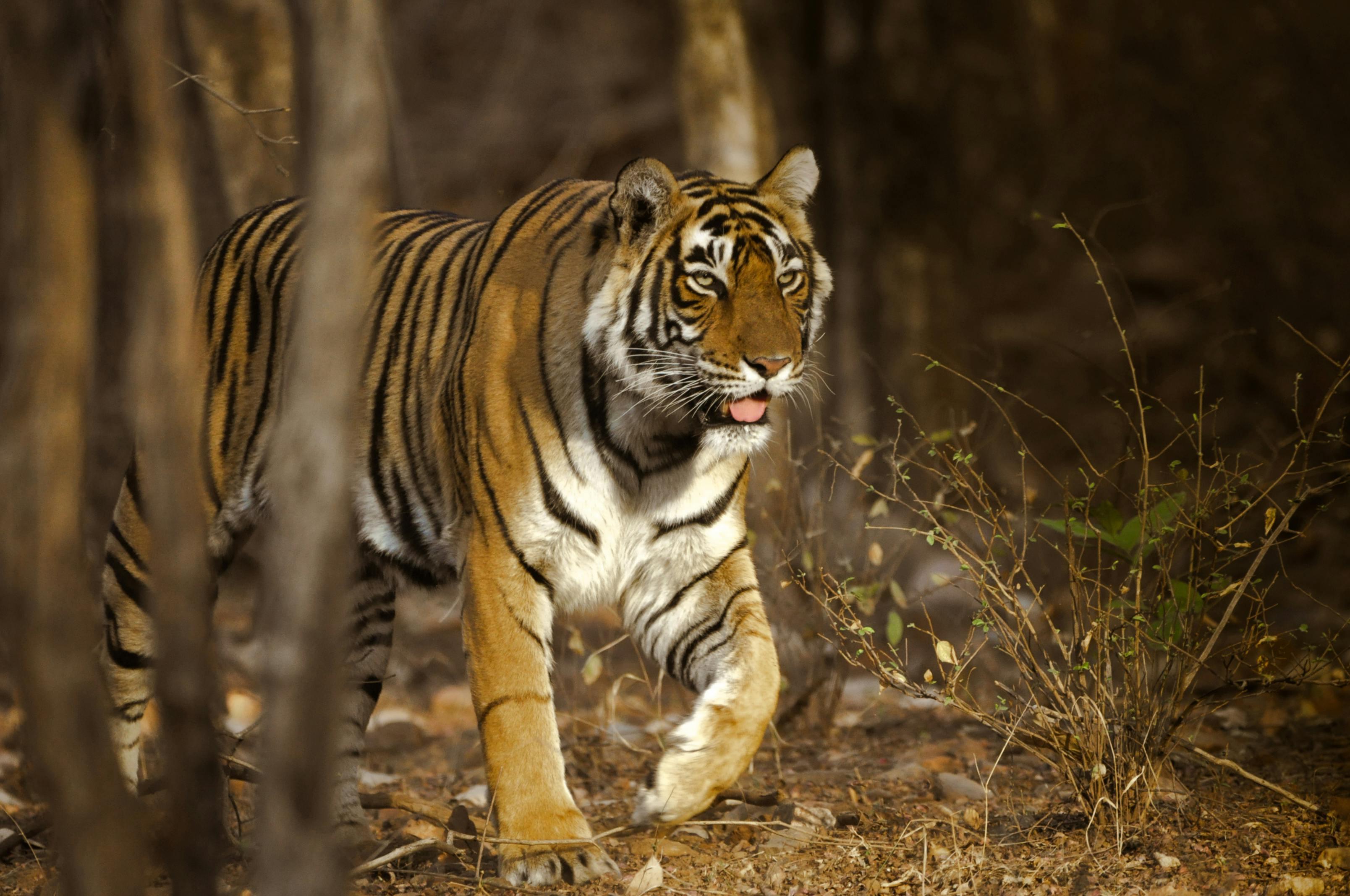 3-Day Ranthambore Tiger Safari Expedition from Delhi