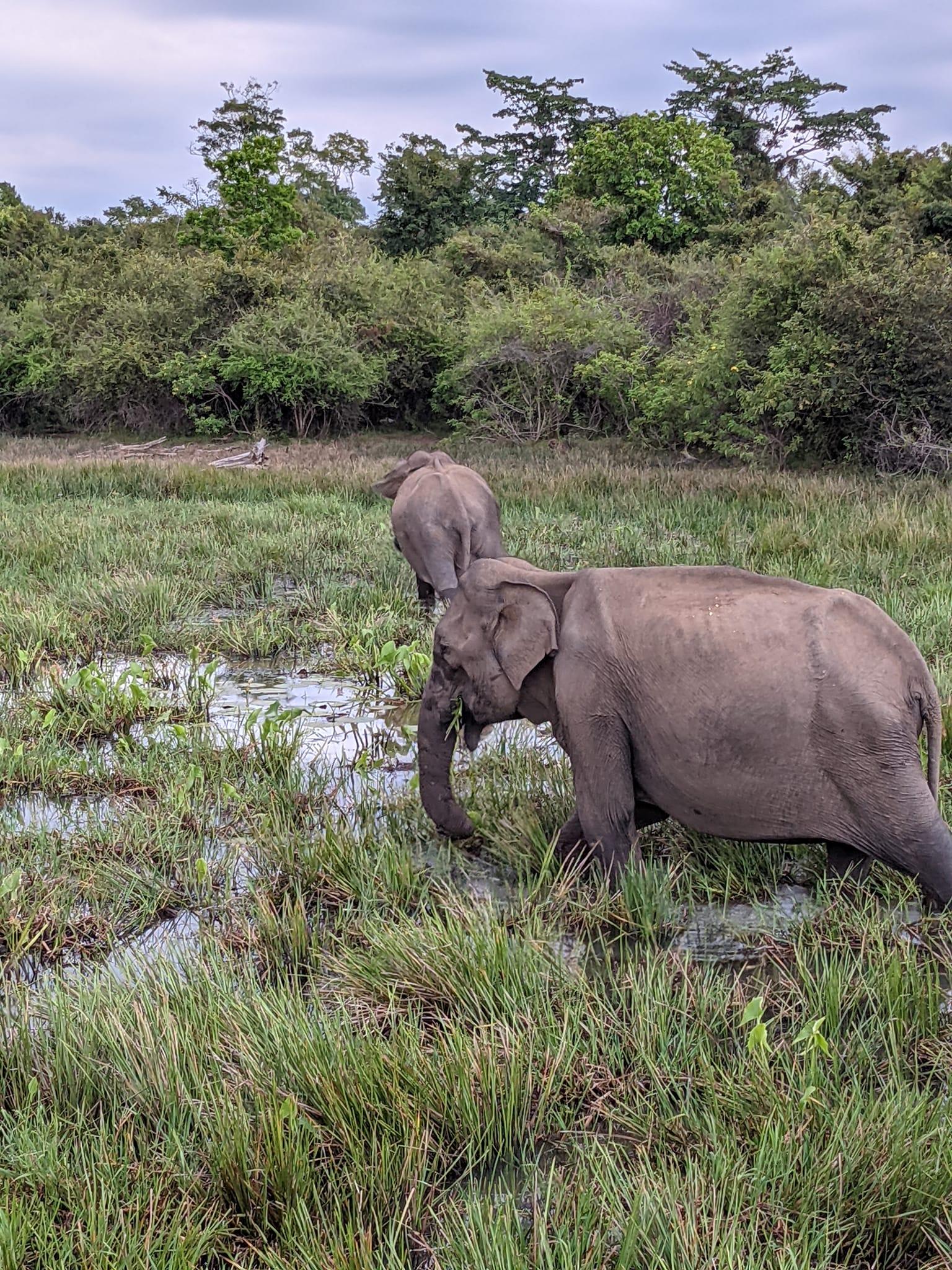 Full-Day Wilpattu National Park Safari Adventure
