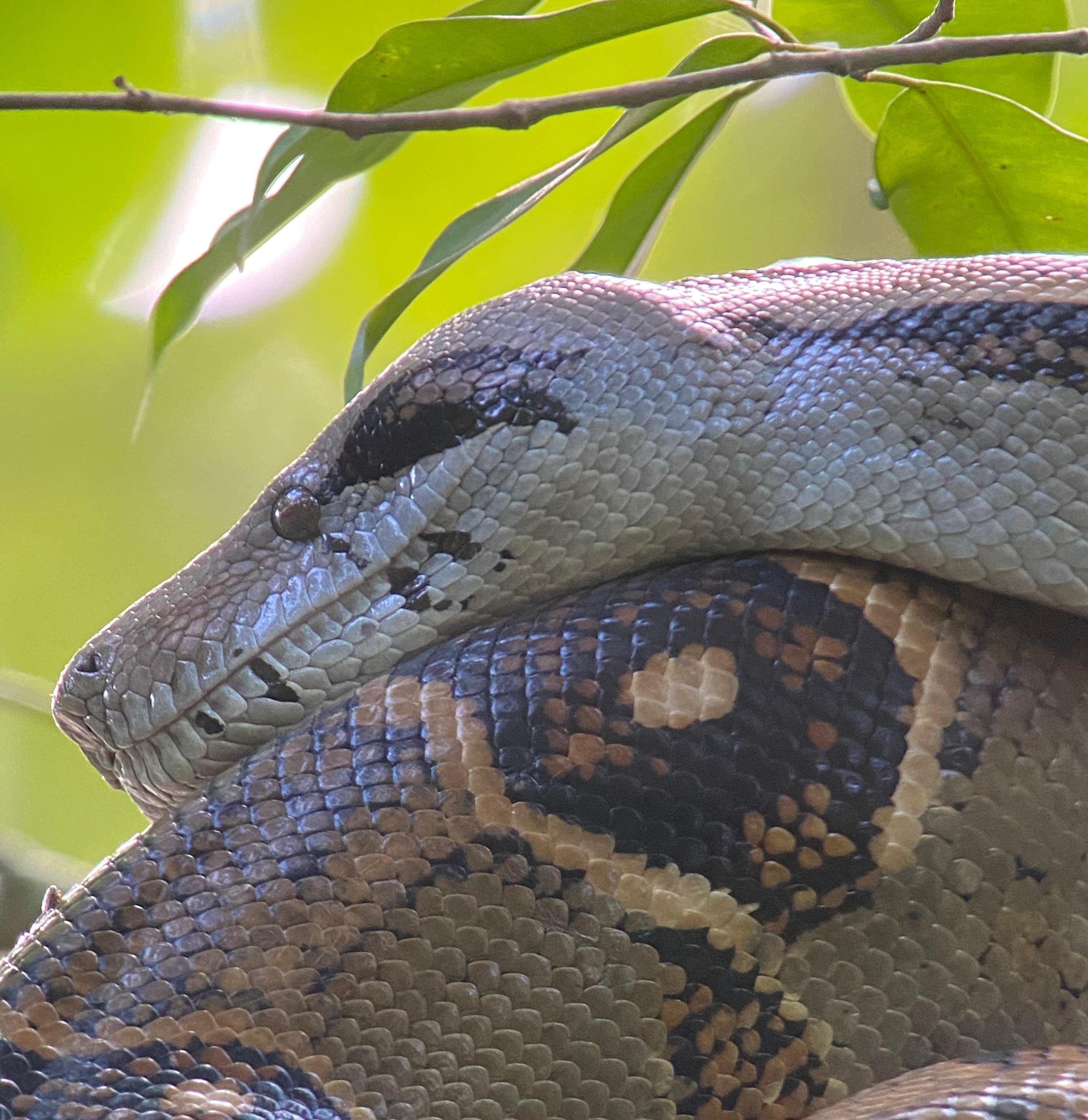 Manuel Antonio National Park: Naturalist-Led Wildlife Walking Tour