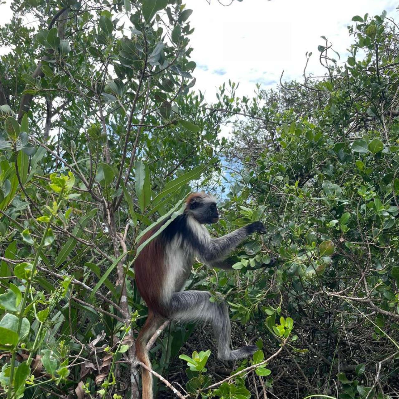 Zanzibar Jozani Forest & The Rock Restaurant Day Tour