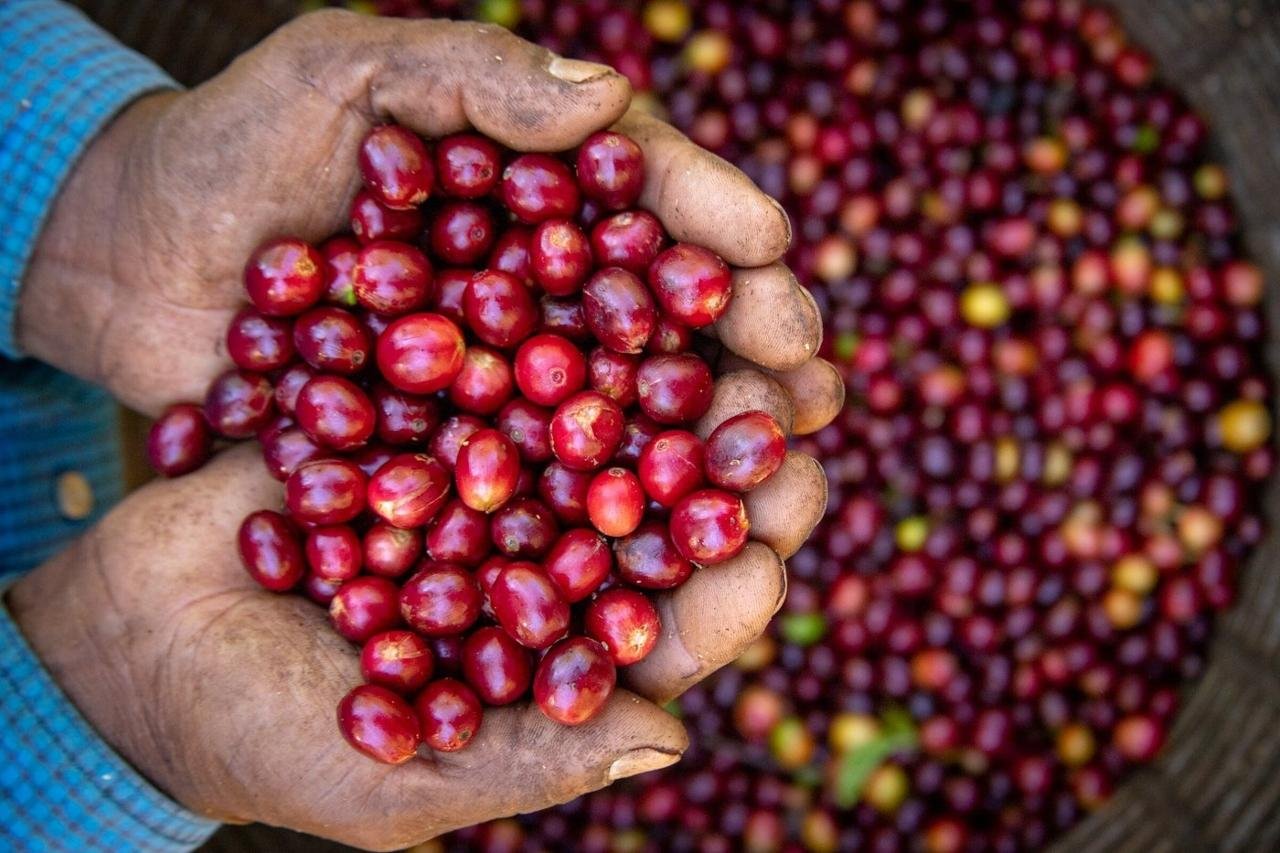 Monteverde Coffee Farm & Roastery Tour with Tasting