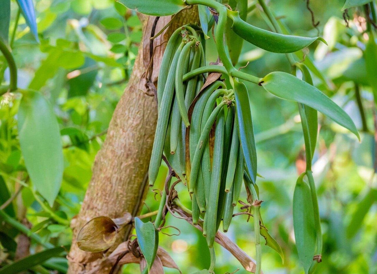 Zanzibar Spice Farm Discovery Tour