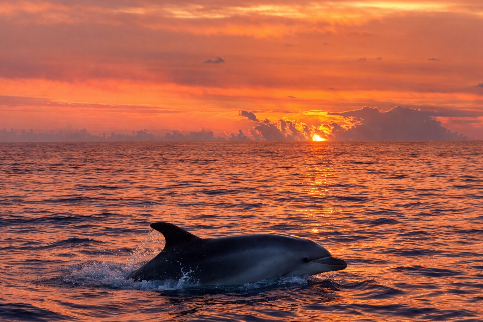 Sunrise Dolphin Encounter & Sea Cave Speedboat Adventure