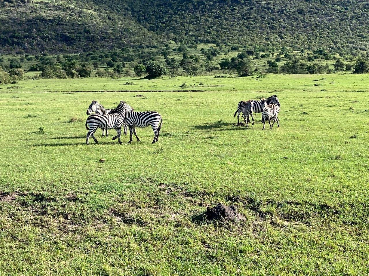 3-Day Maasai Mara Shared Jeep Safari from Nairobi