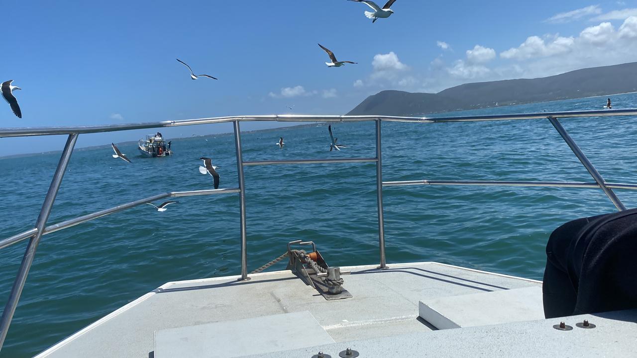 Private Shark Cage Diving Day Tour from Cape Town
