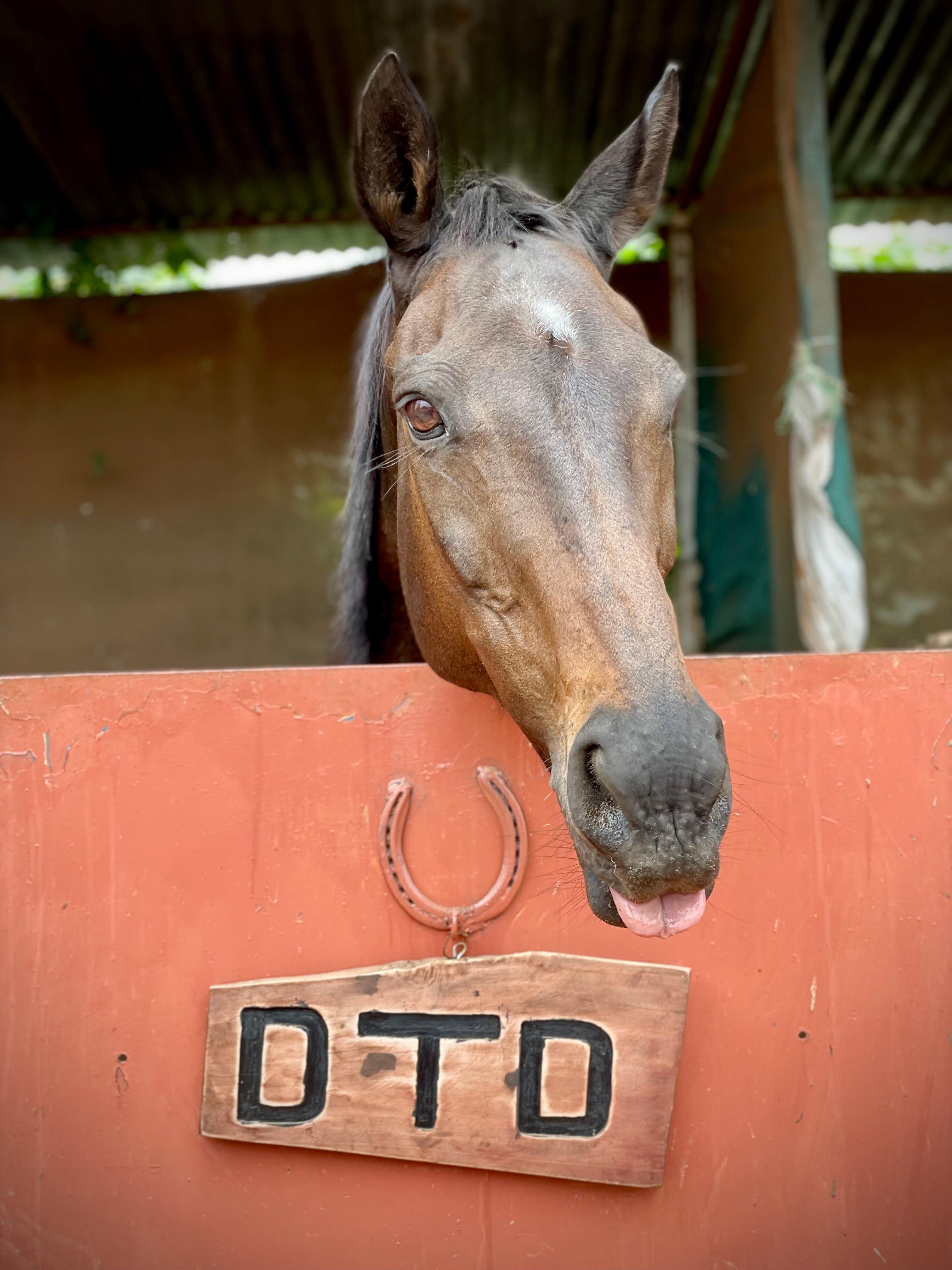 Karura Forest Horseback Adventure