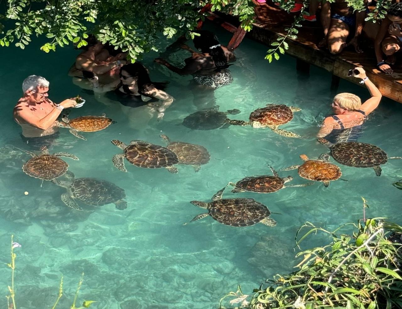 Zanzibar: Jozani Forest, Sea Turtles & Spice Farm Day Tour