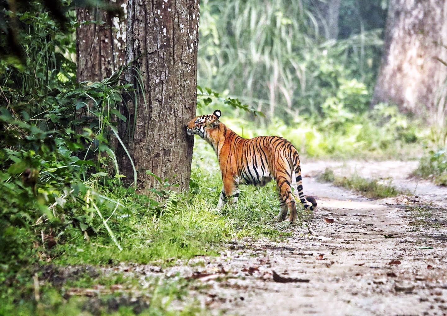 Chitwan Jungle Safari: 2, 3, or 4-Day Wildlife Adventure from Kathmandu or Pokhara