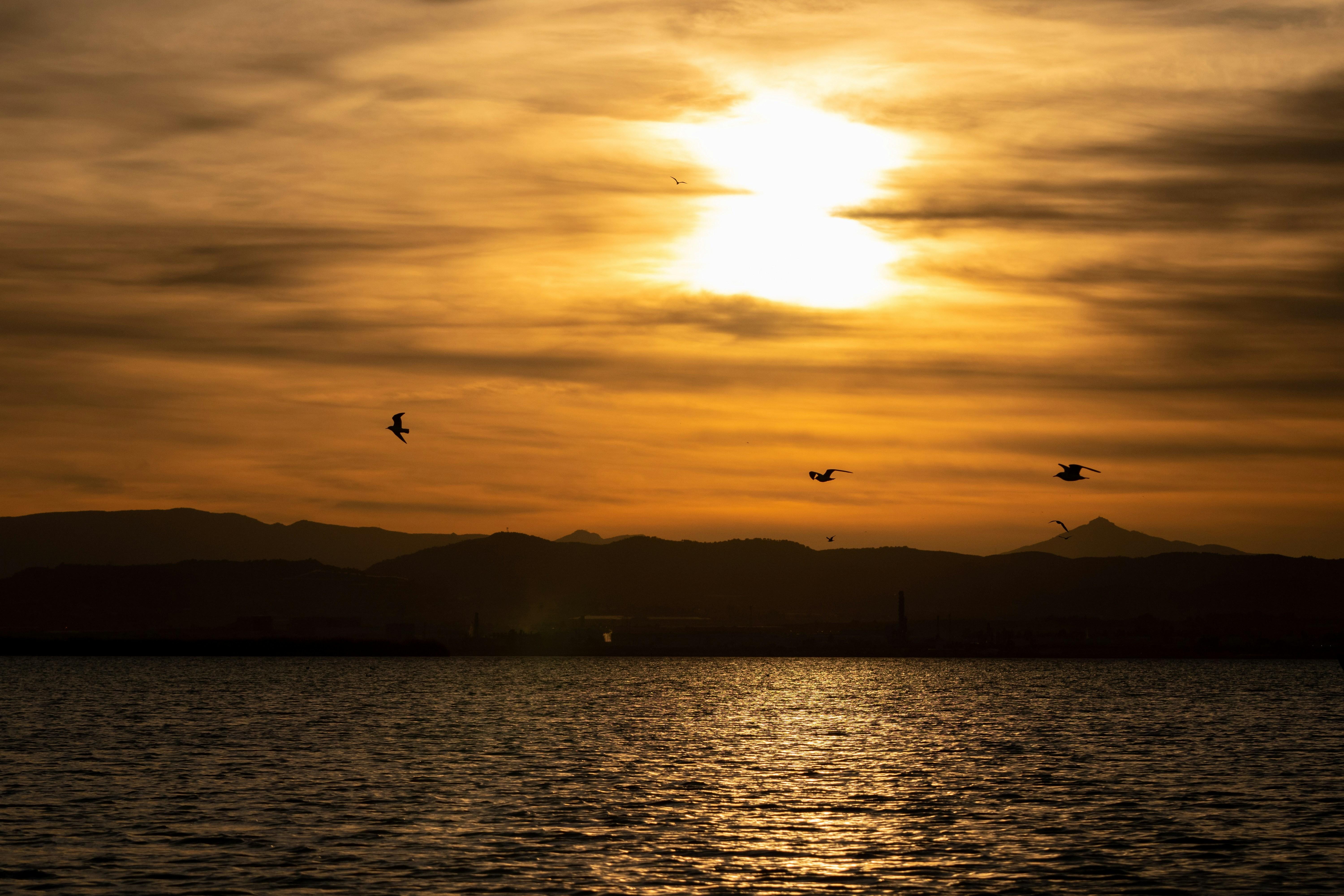Albufera Natural Park Eco-Tour and Sunset Cruise from Valencia
