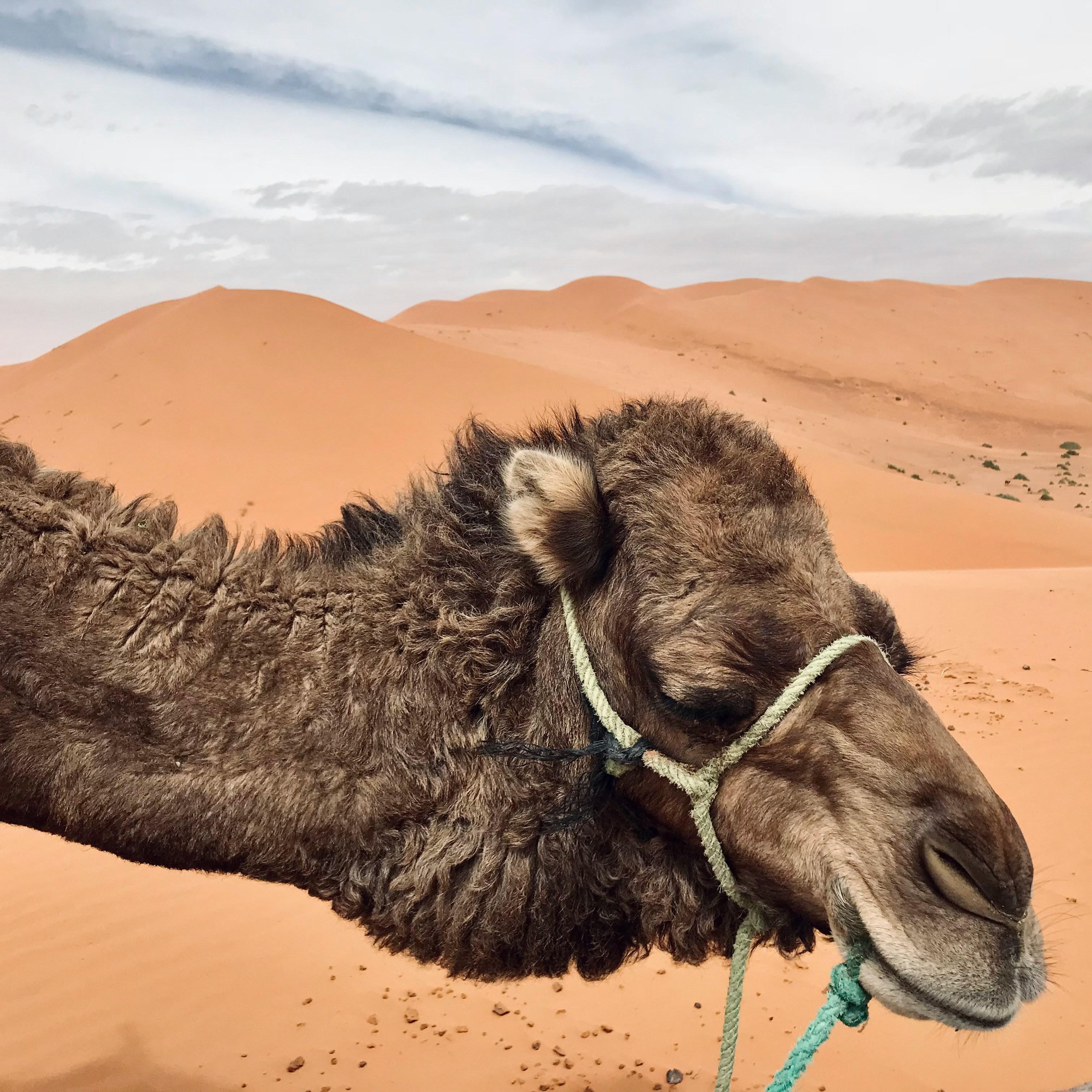 Marrakech to Fes: 3-Day Sahara Desert Adventure via Merzouga