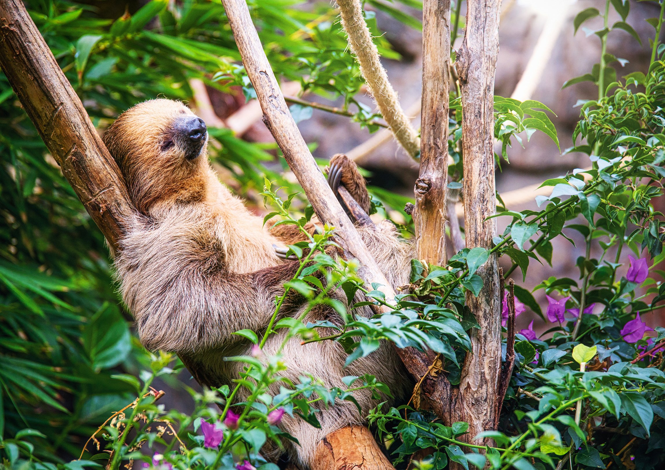 Loro Parque Tenerife Official Entry Ticket