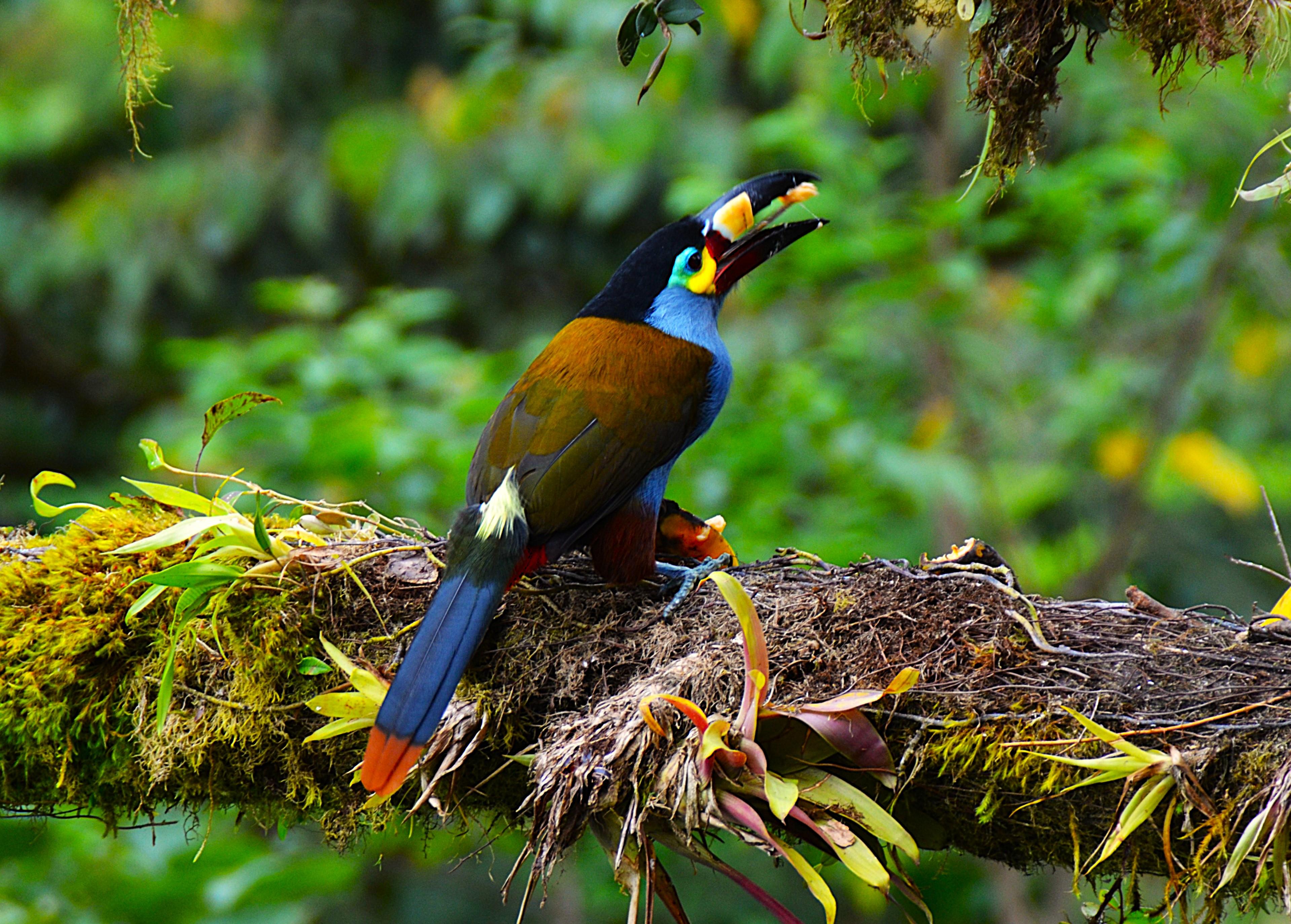 Mindo Cloud Forest Bike & Wildlife Adventure from Quito