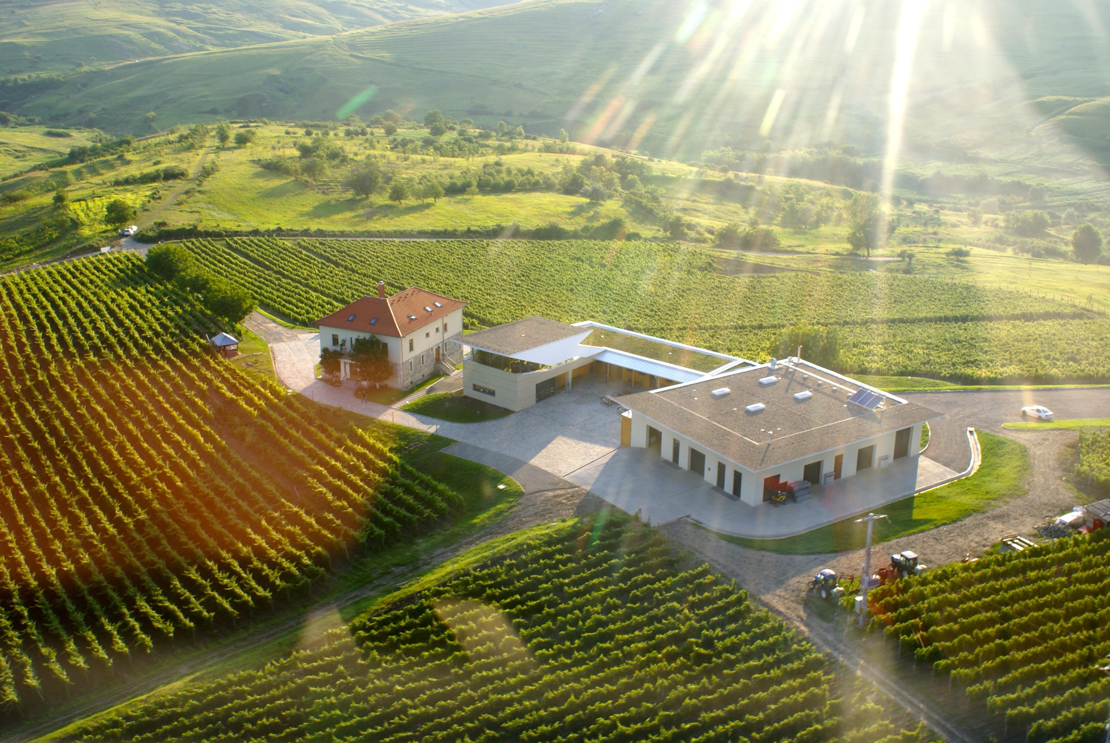 Private Wine Tour to Dealul Mare from Bucharest