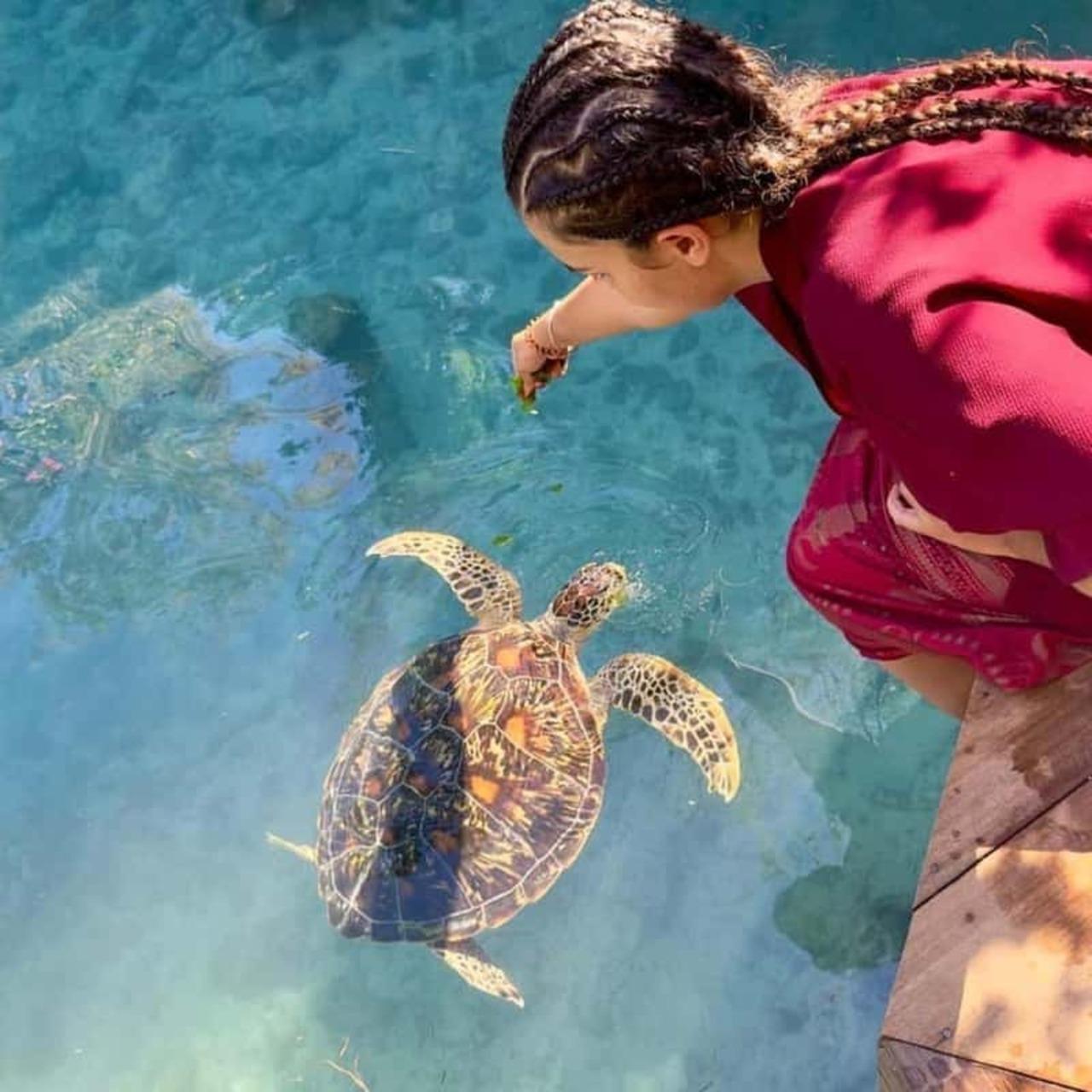 Zanzibar Full-Day: Jozani Forest, Turtle Swim & The Rock Restaurant