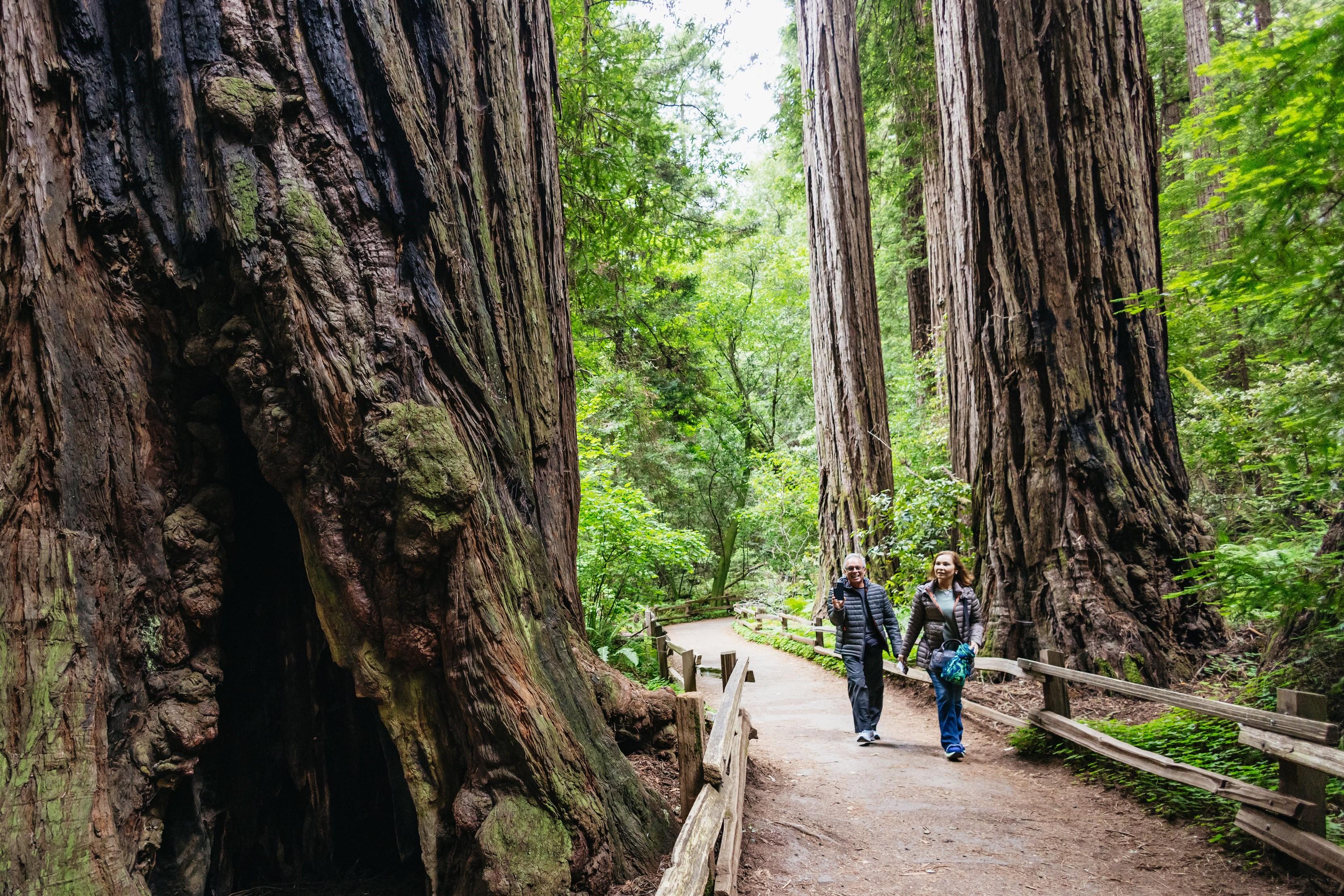 Muir Woods, Sausalito & SF Bay Cruise from San Francisco