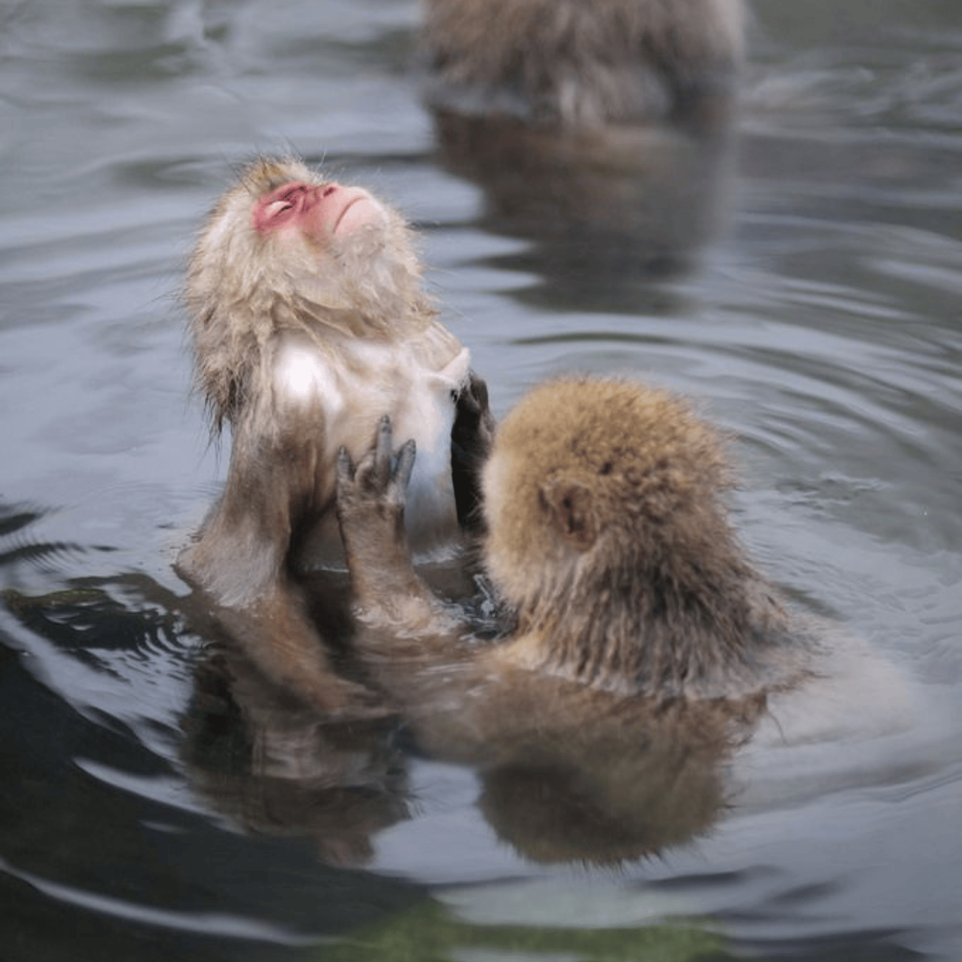 Private Nagano Day Tour: Snow Monkeys, Zenko-ji & Hot Springs from Tokyo